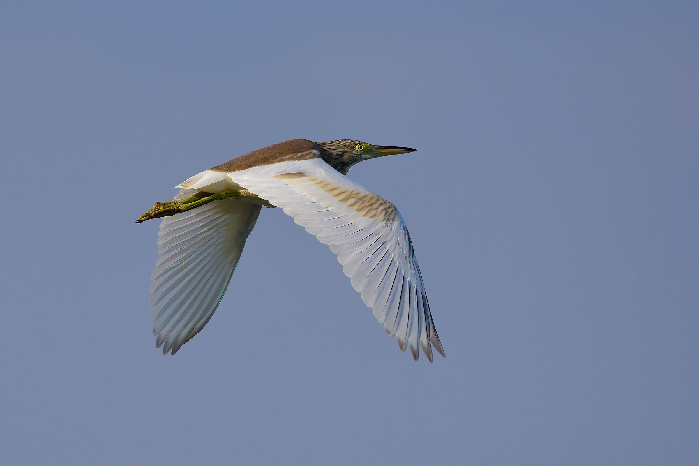 Squacco heron