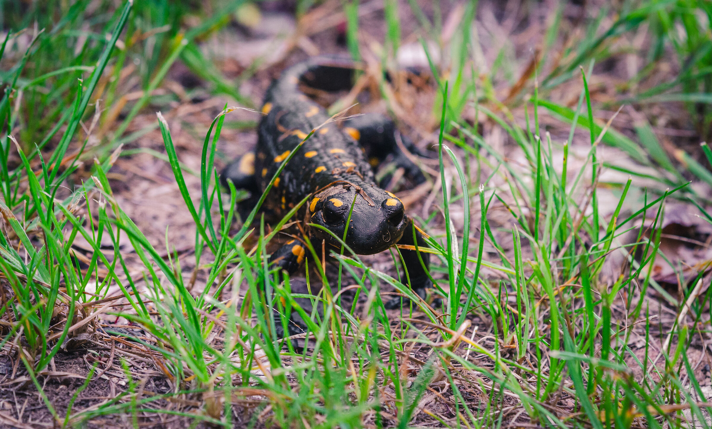 Salamander Slovenia
