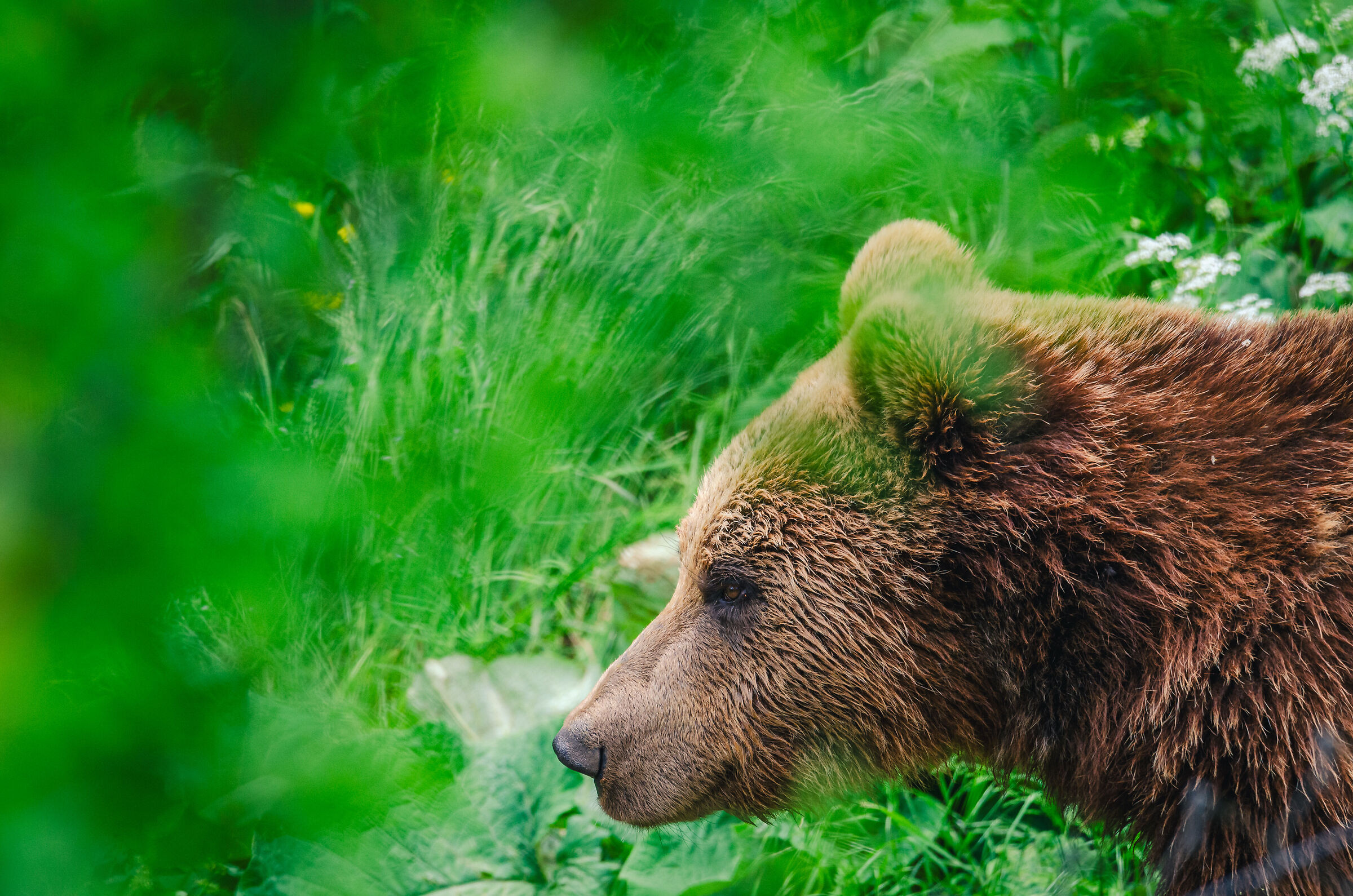 Orso bruno - Bear sanctuary Kuterevo