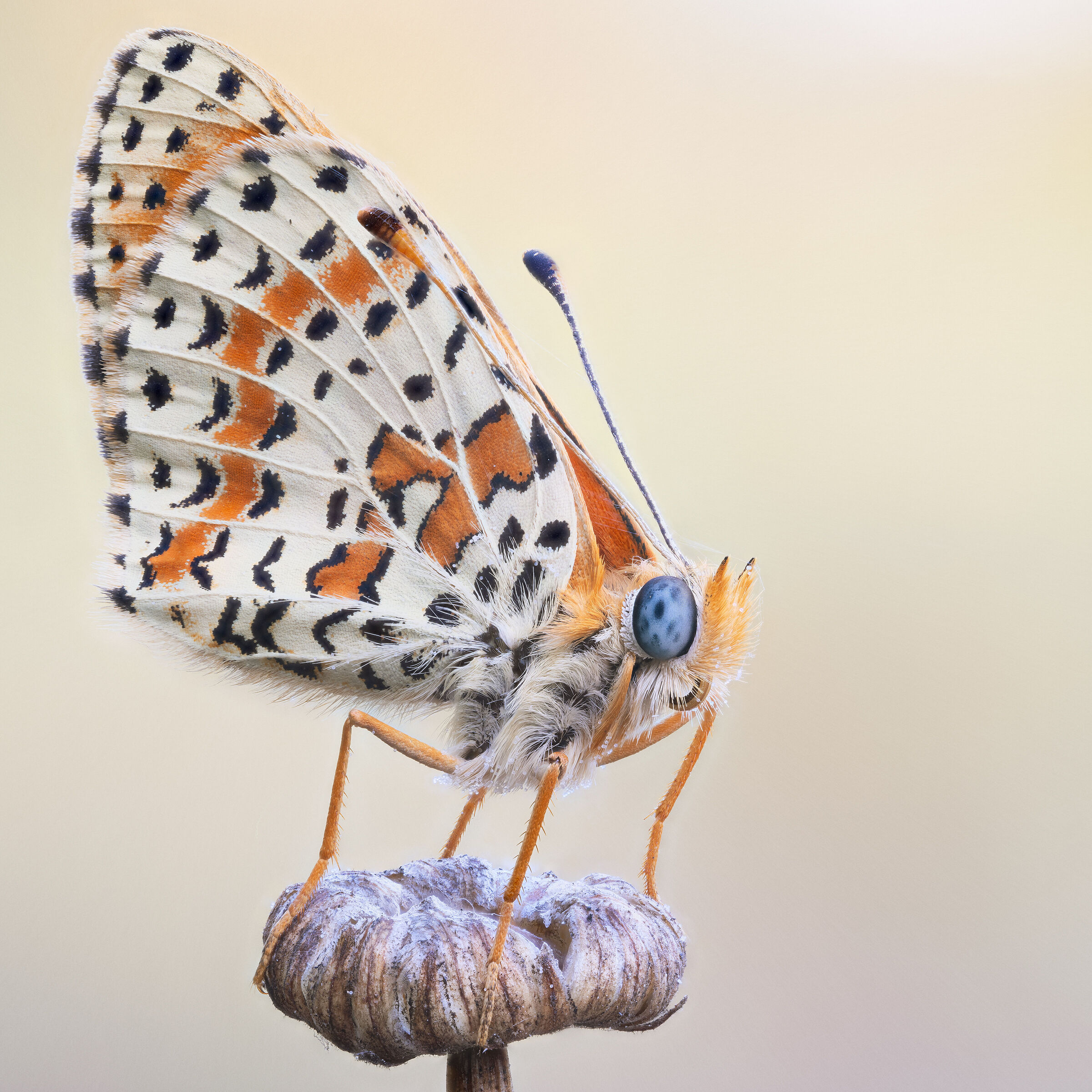 Melitaea didyma
