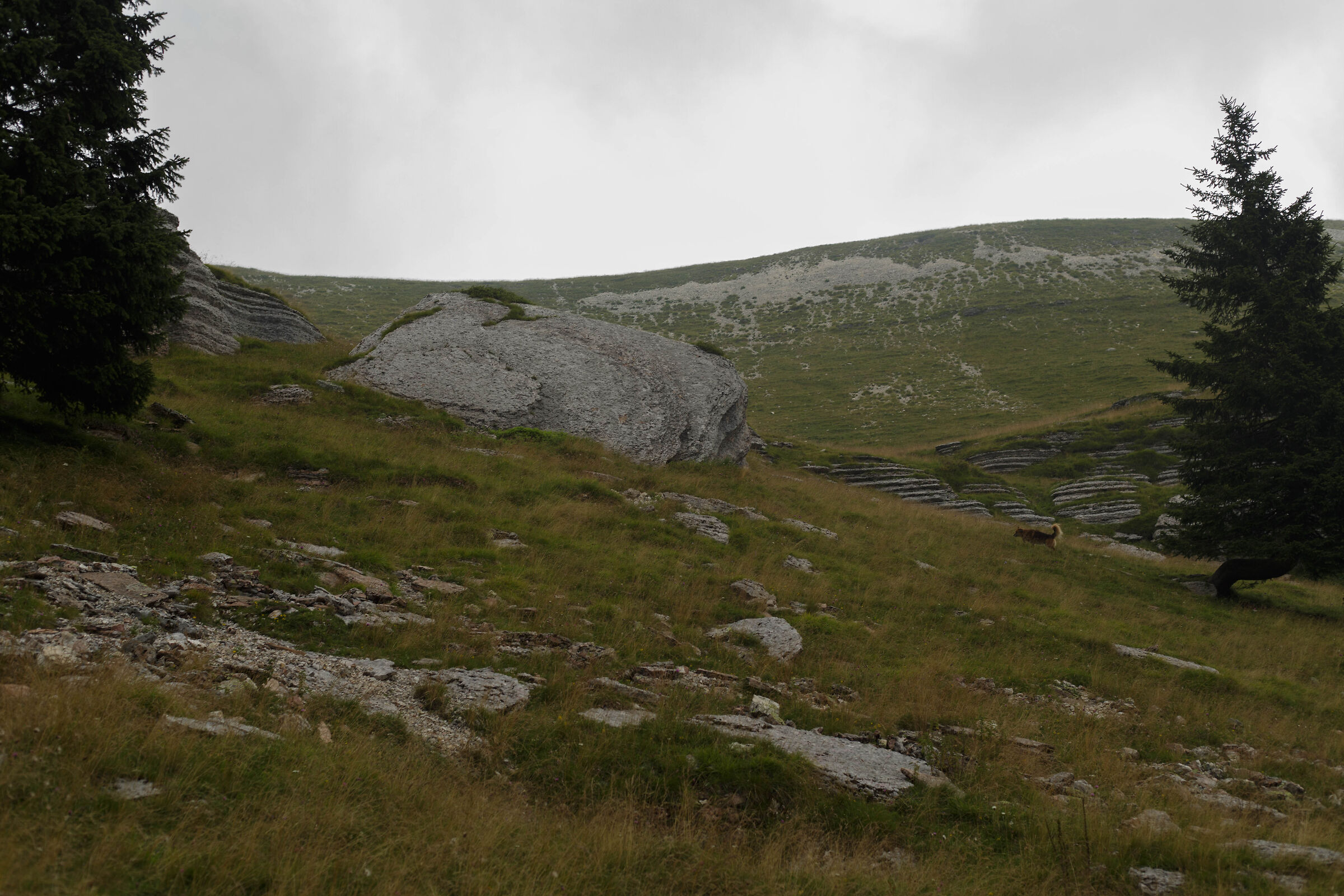 Where are the Marmots?