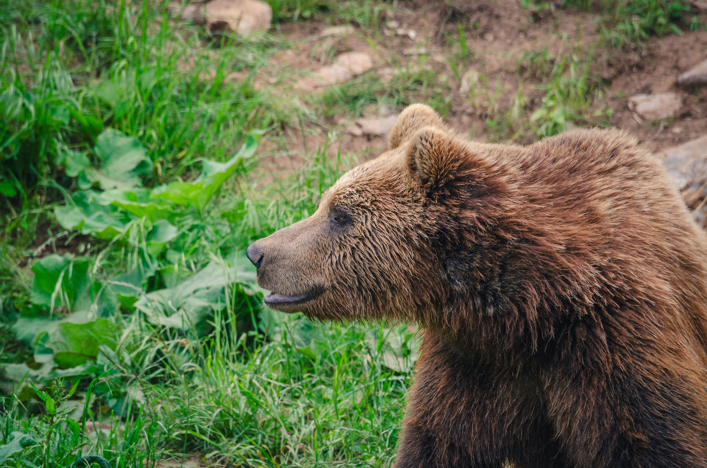 Bear sanctuary Kuterevo - 2