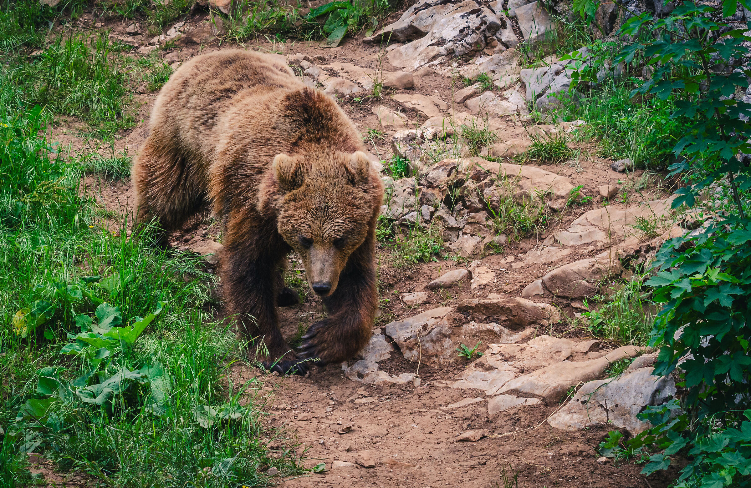 Bear sanctuary Kuterevo - 3