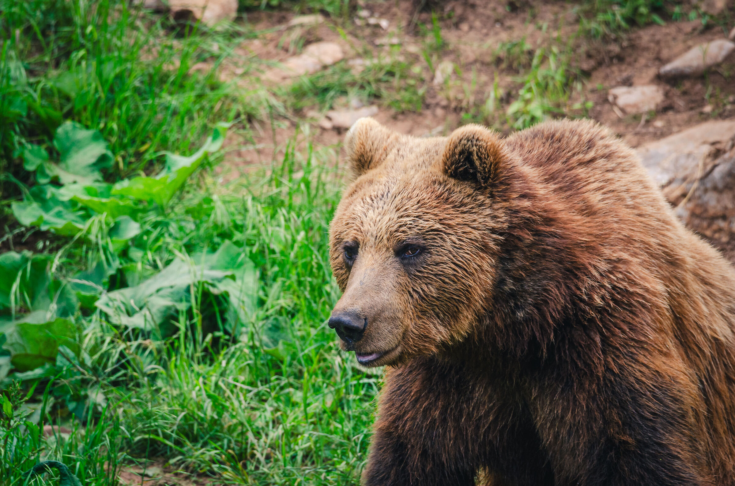Bear sanctuary Kuterevo - 4