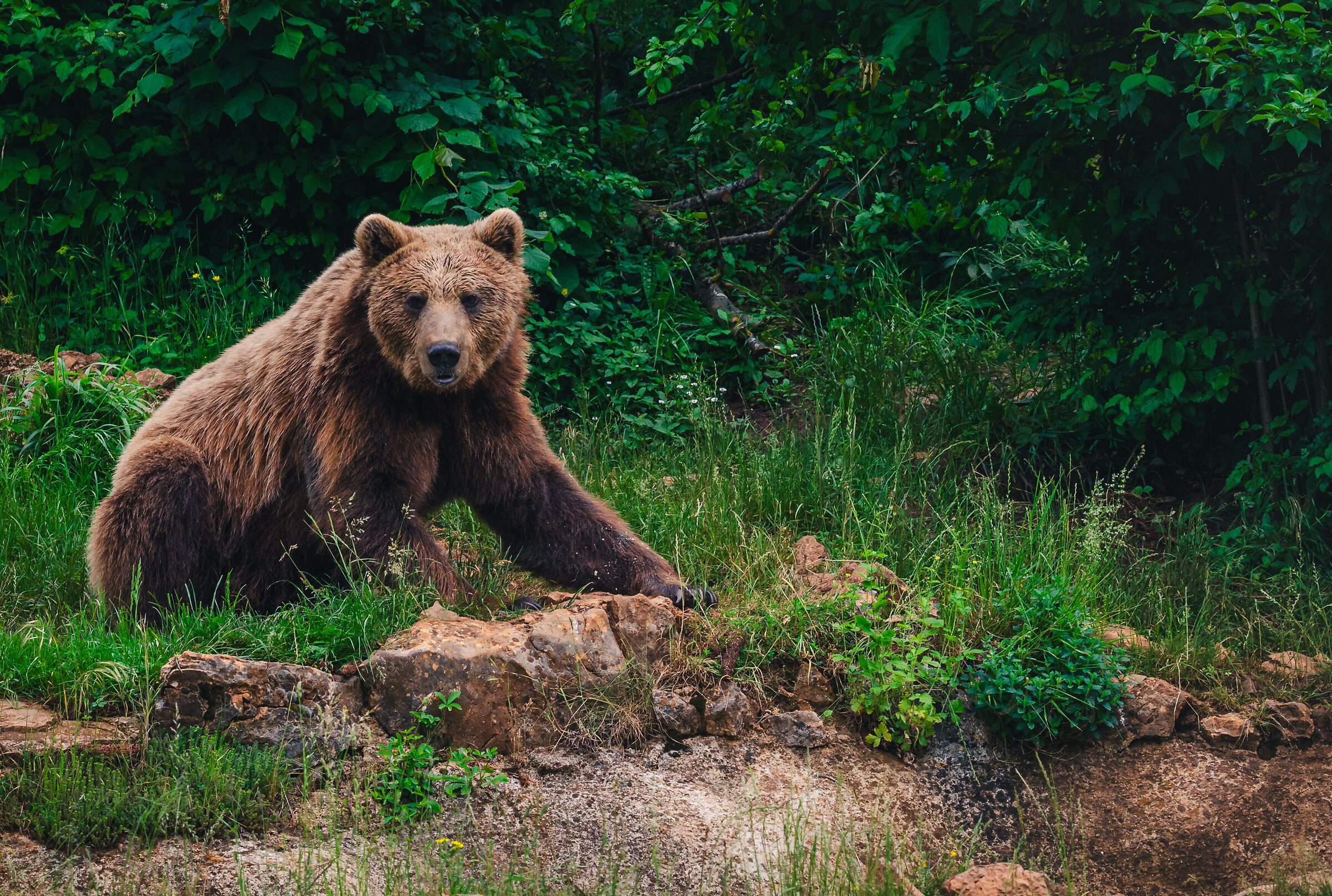 Bear sanctuary Kuterevo - 5