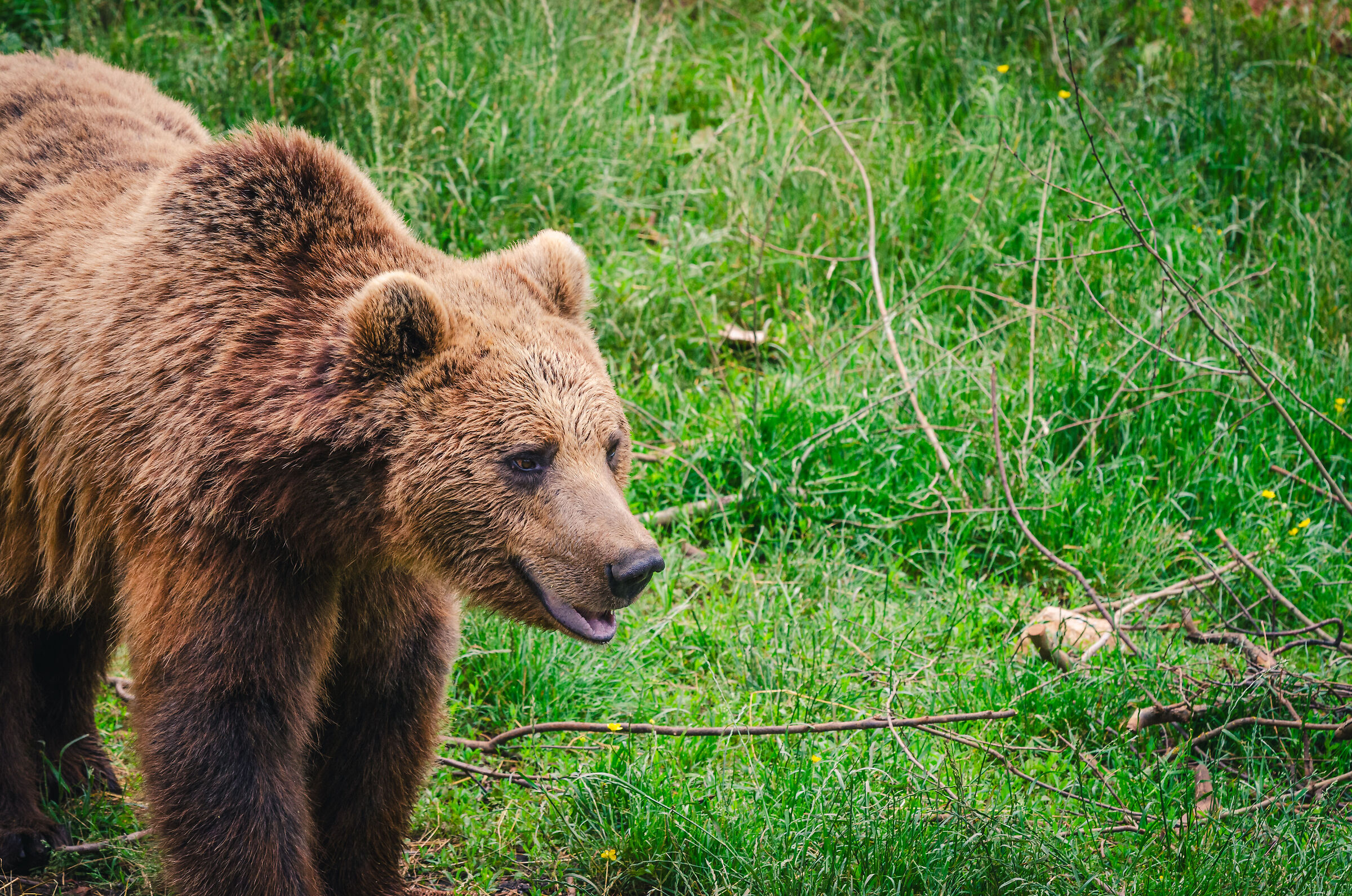 Bear sanctuary Kuterevo - 6