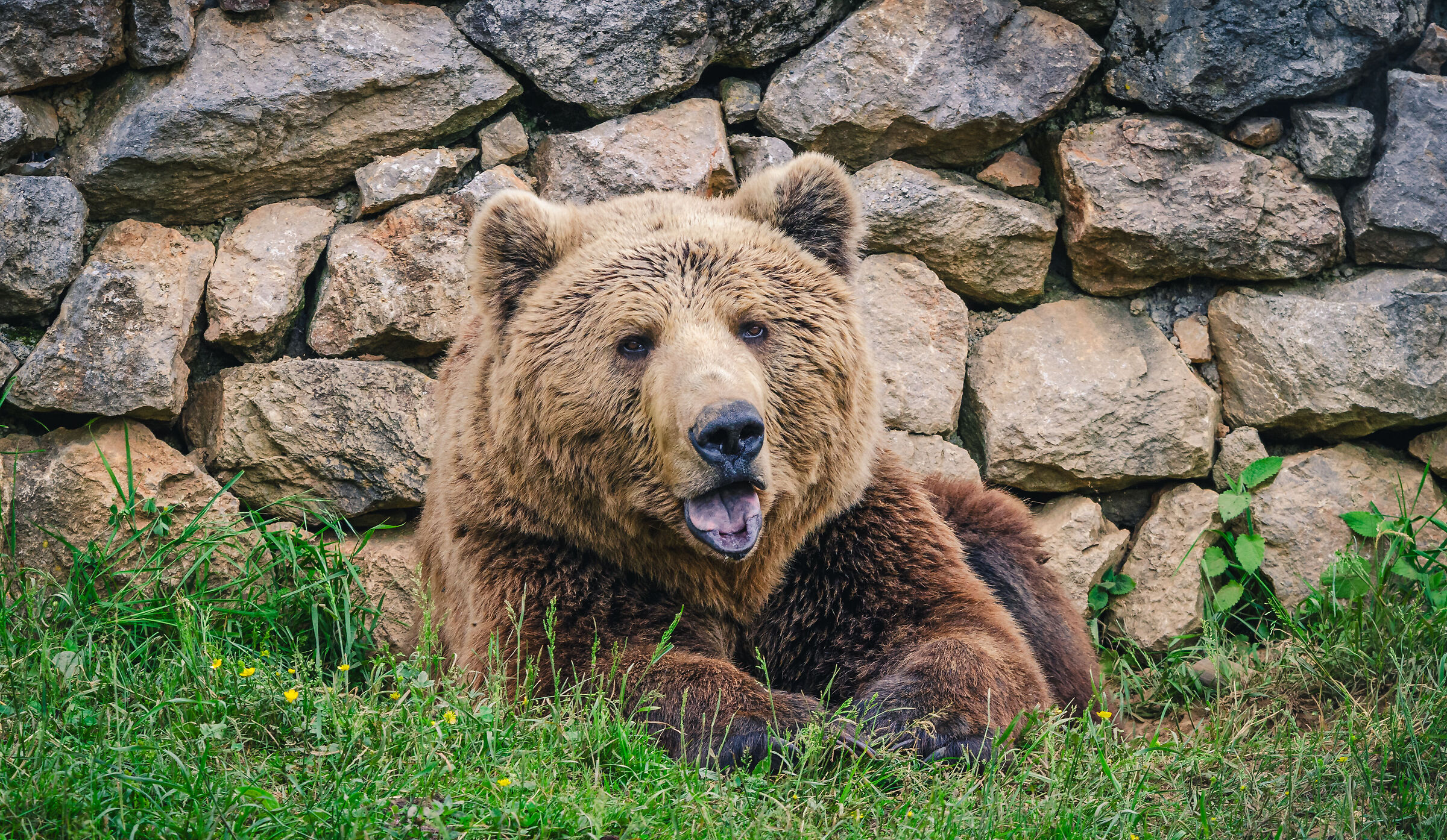 Bear sanctuary Kuterevo - 7