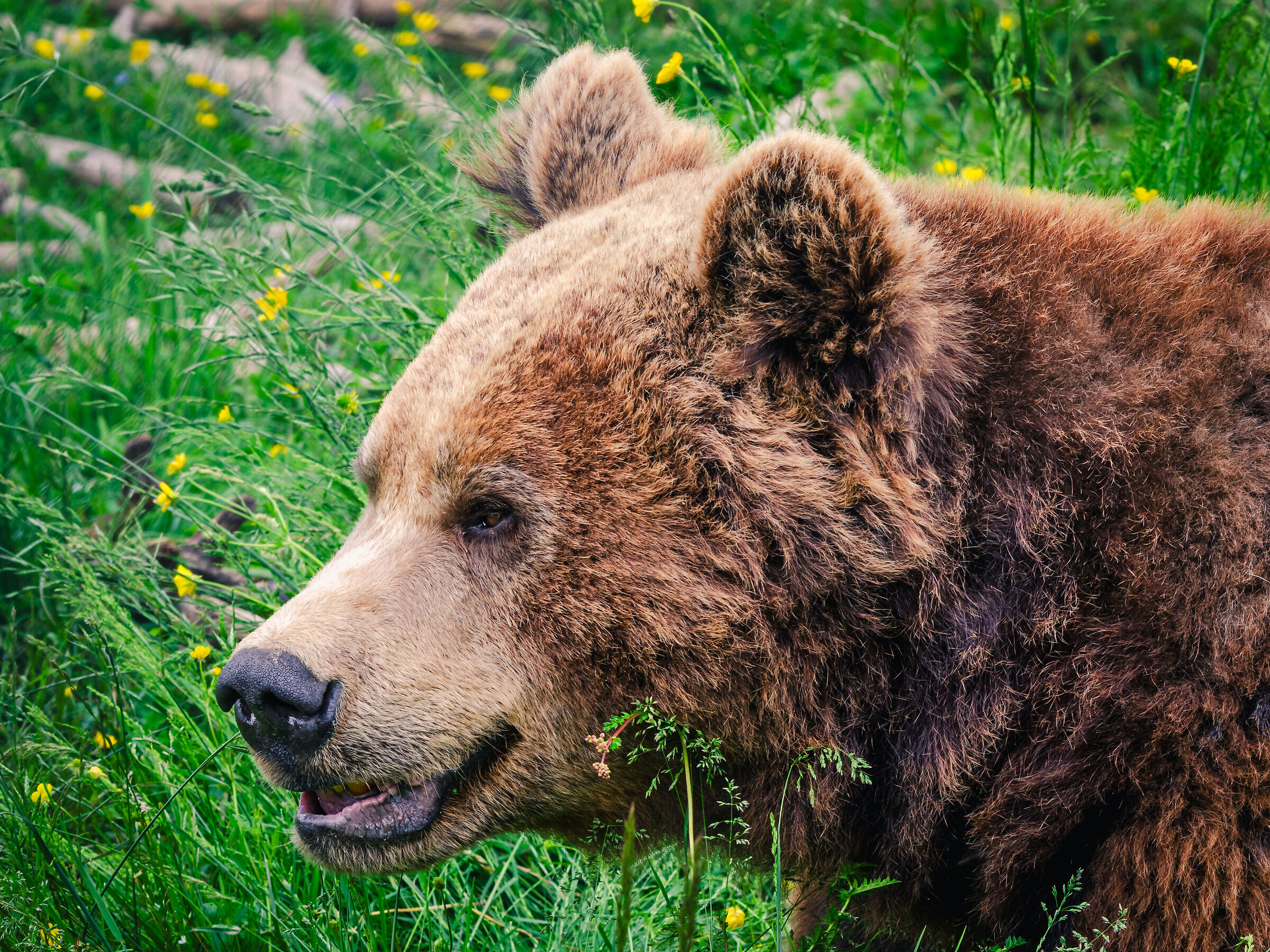 Bear sanctuary Kuterevo - 8