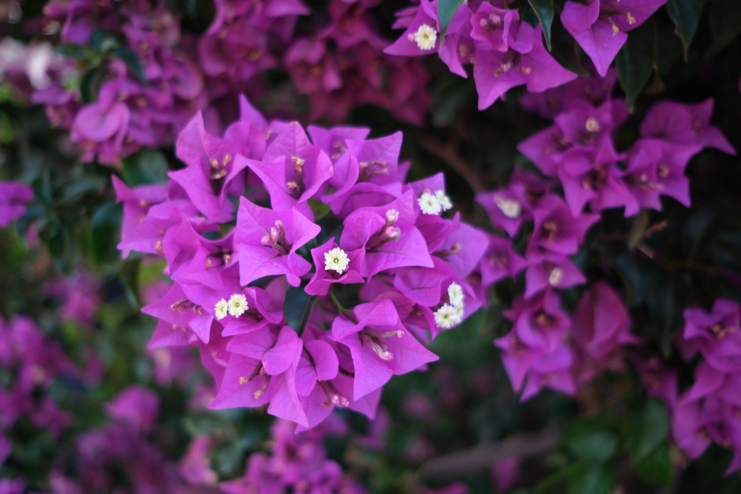 Bouquet di bouganville!