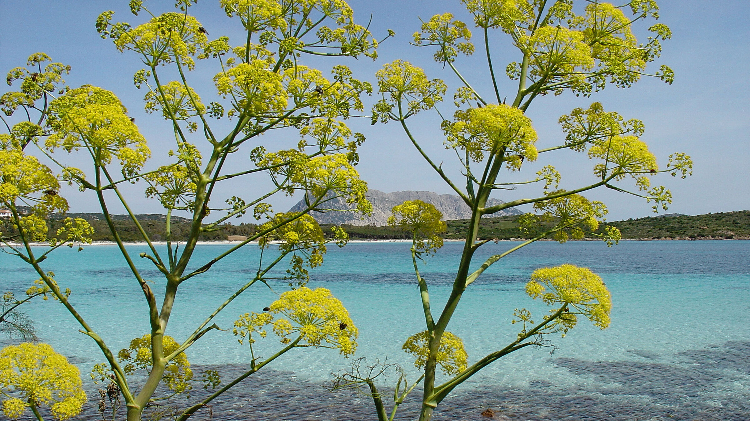 Sardegna in maggio