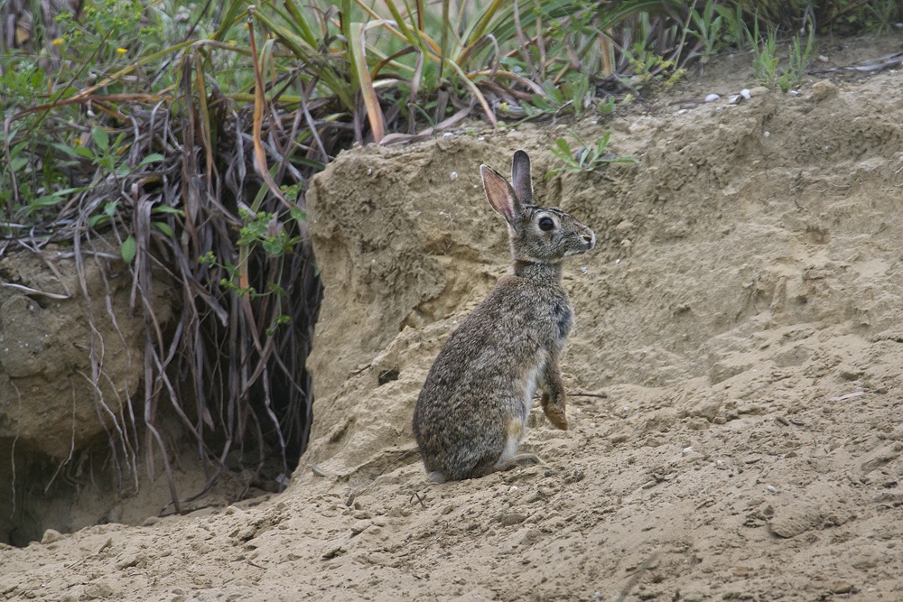 hare of the Roman countryside