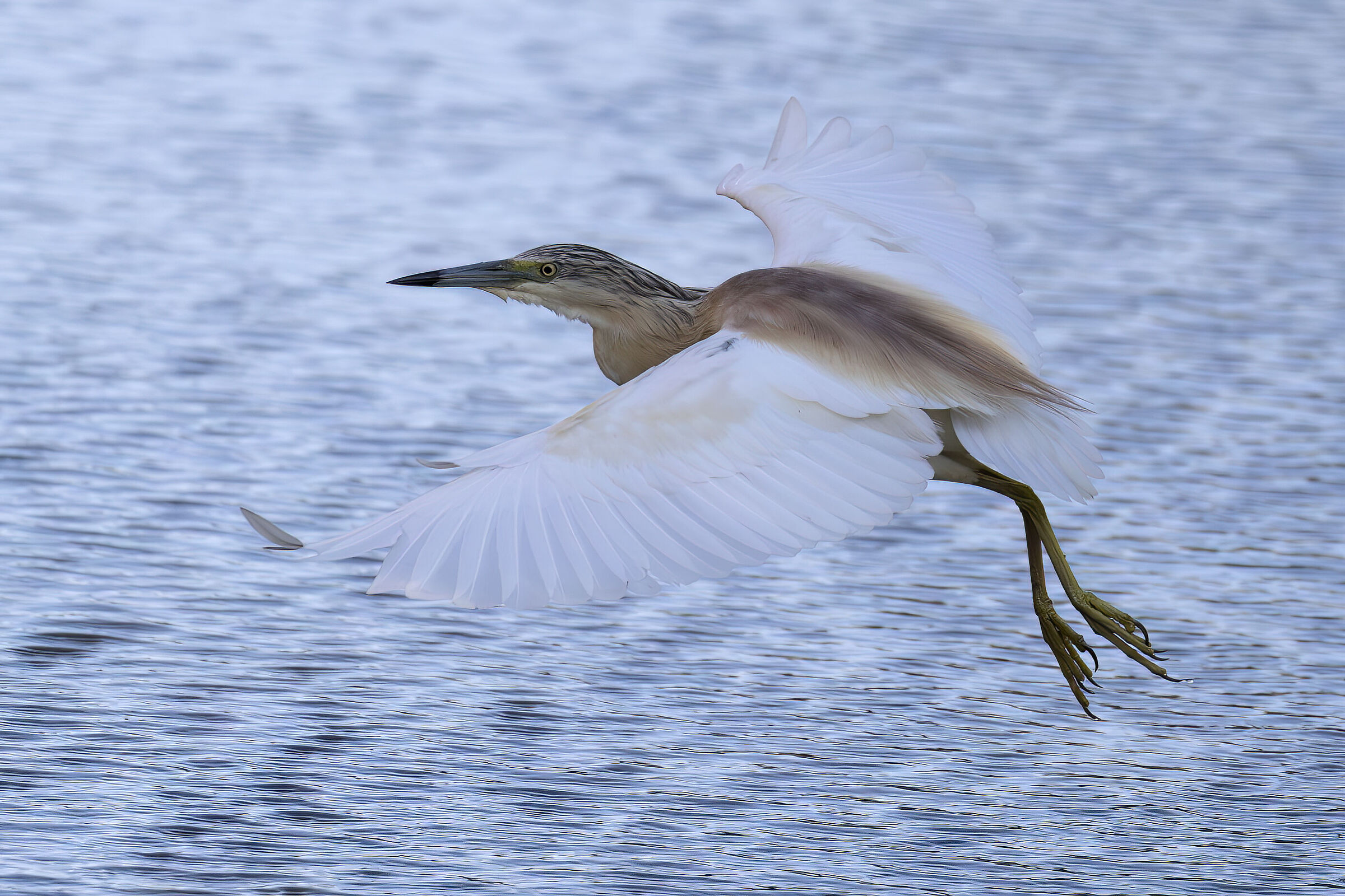 Squacco heron