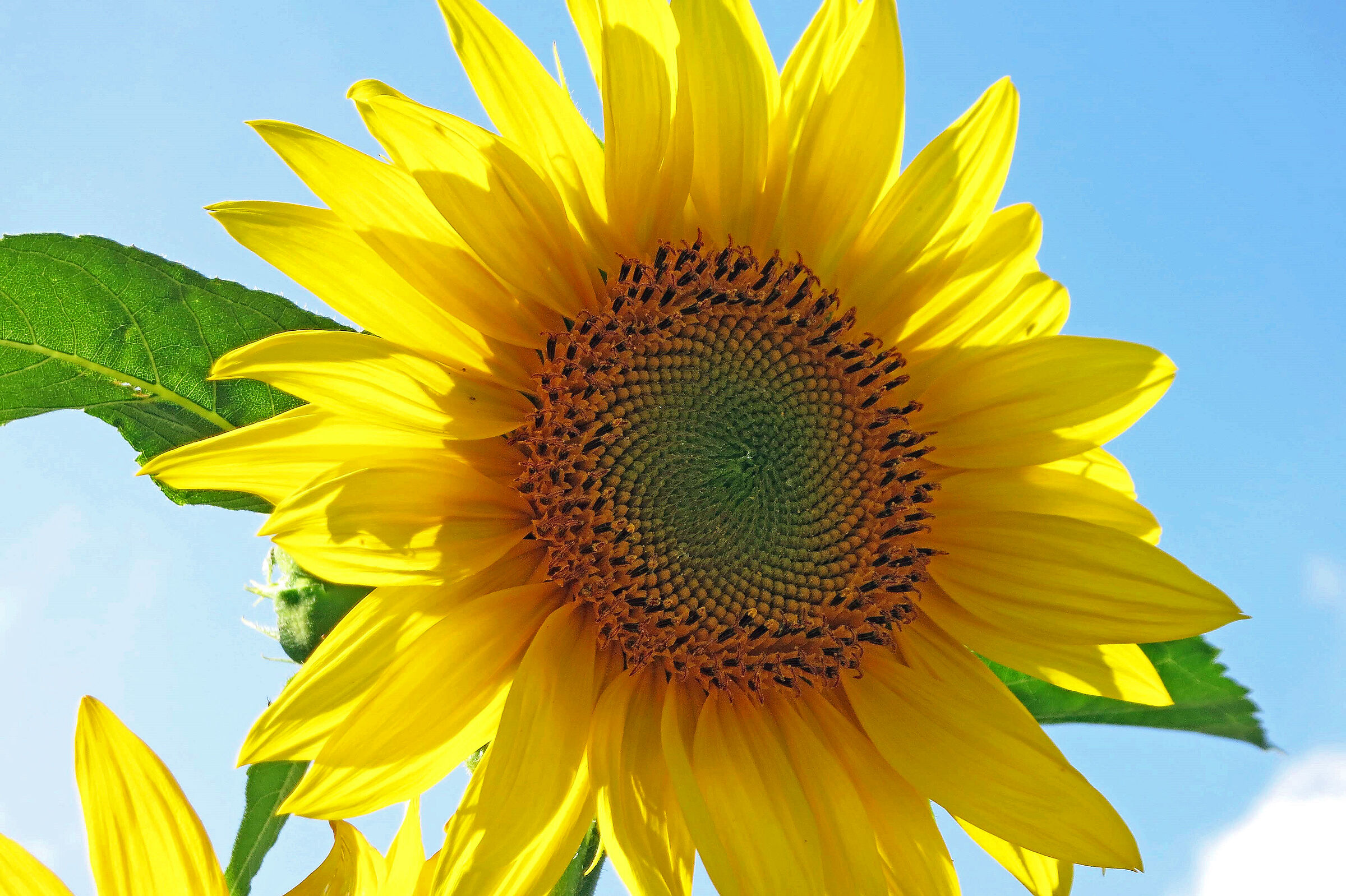 Girasole 2 (Calabria)