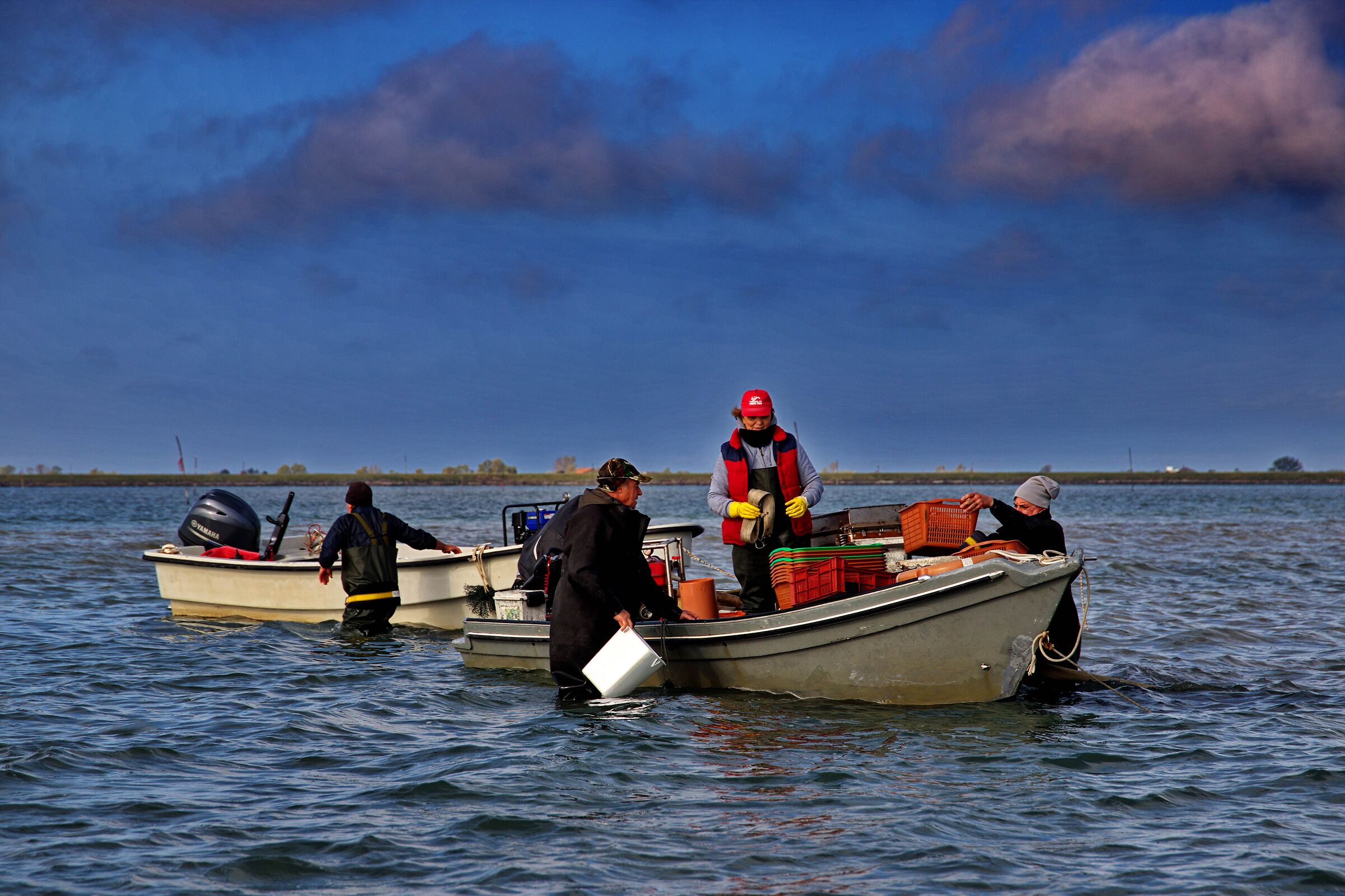 La pesca delle vongole veraci.