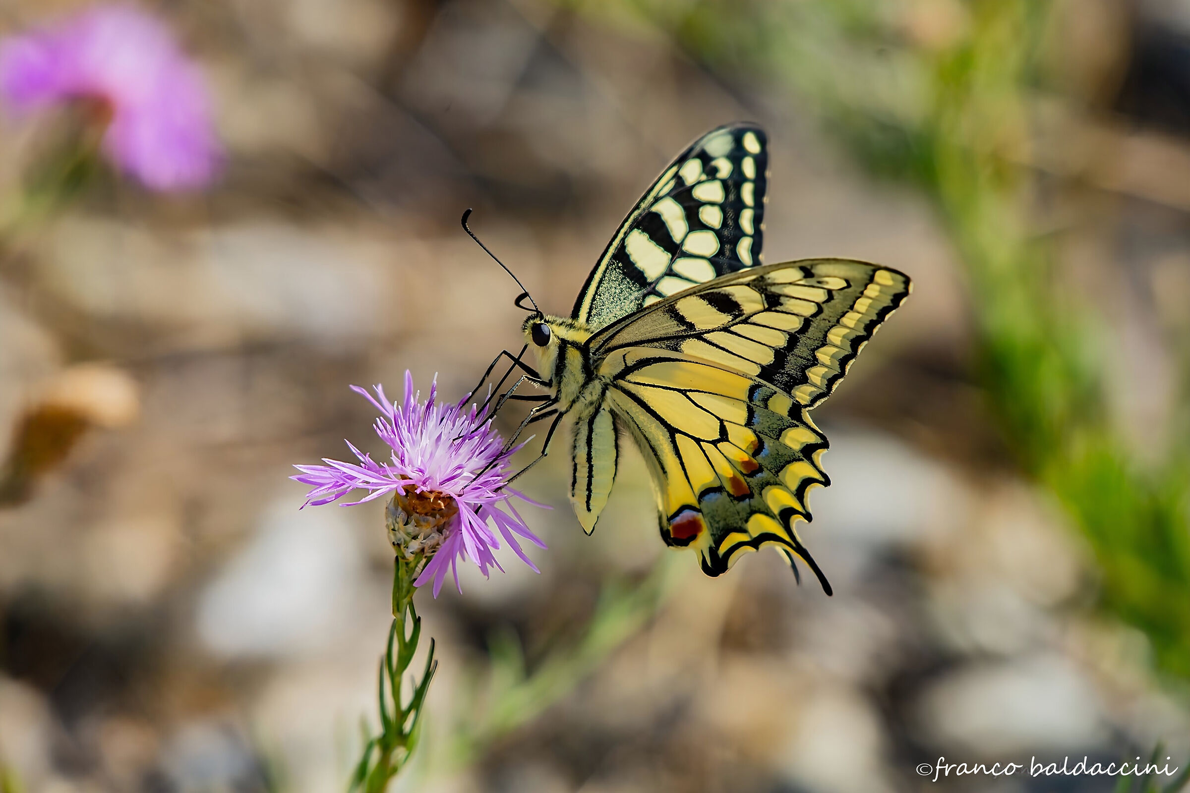 Swallowtail