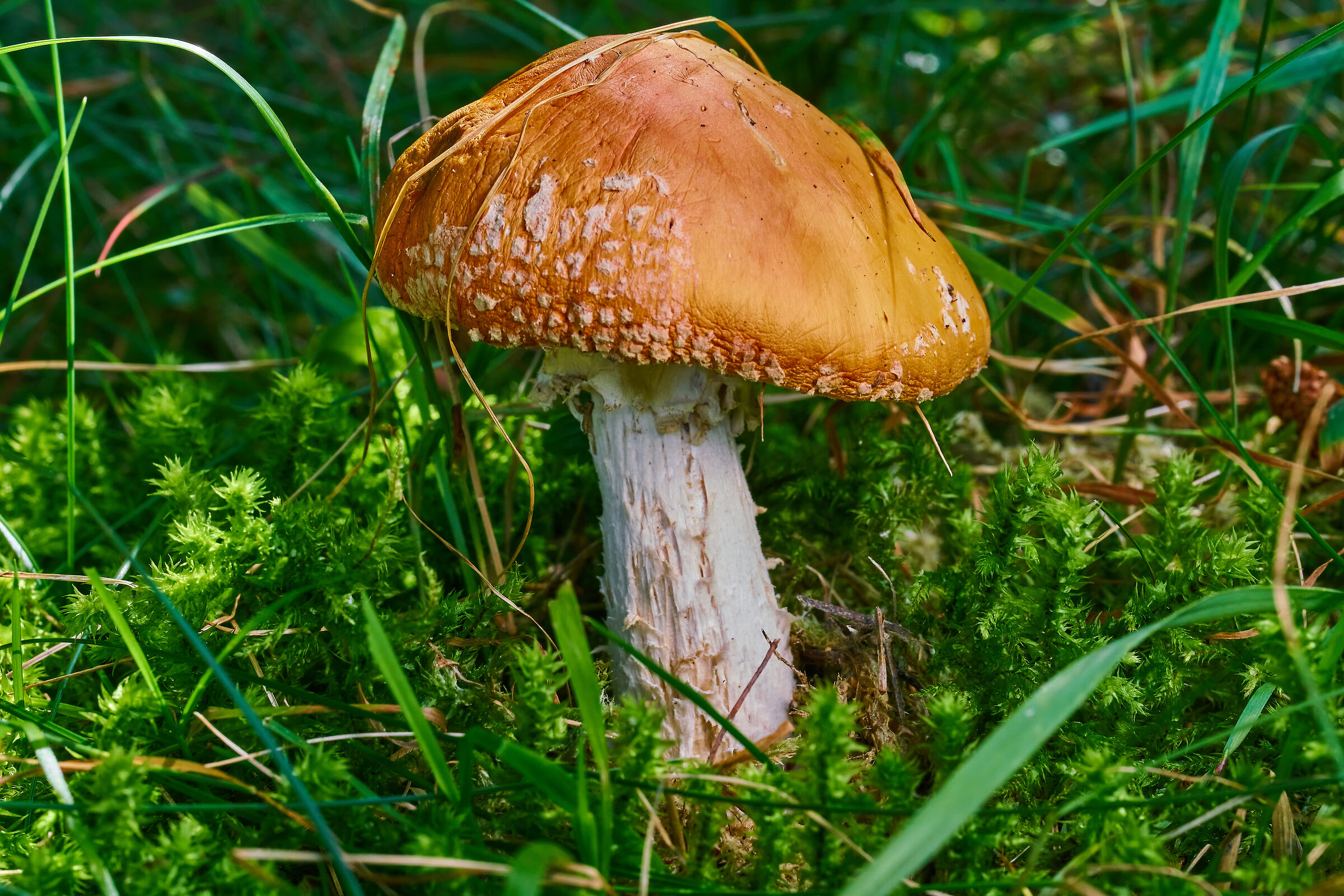 Amanita muscaria