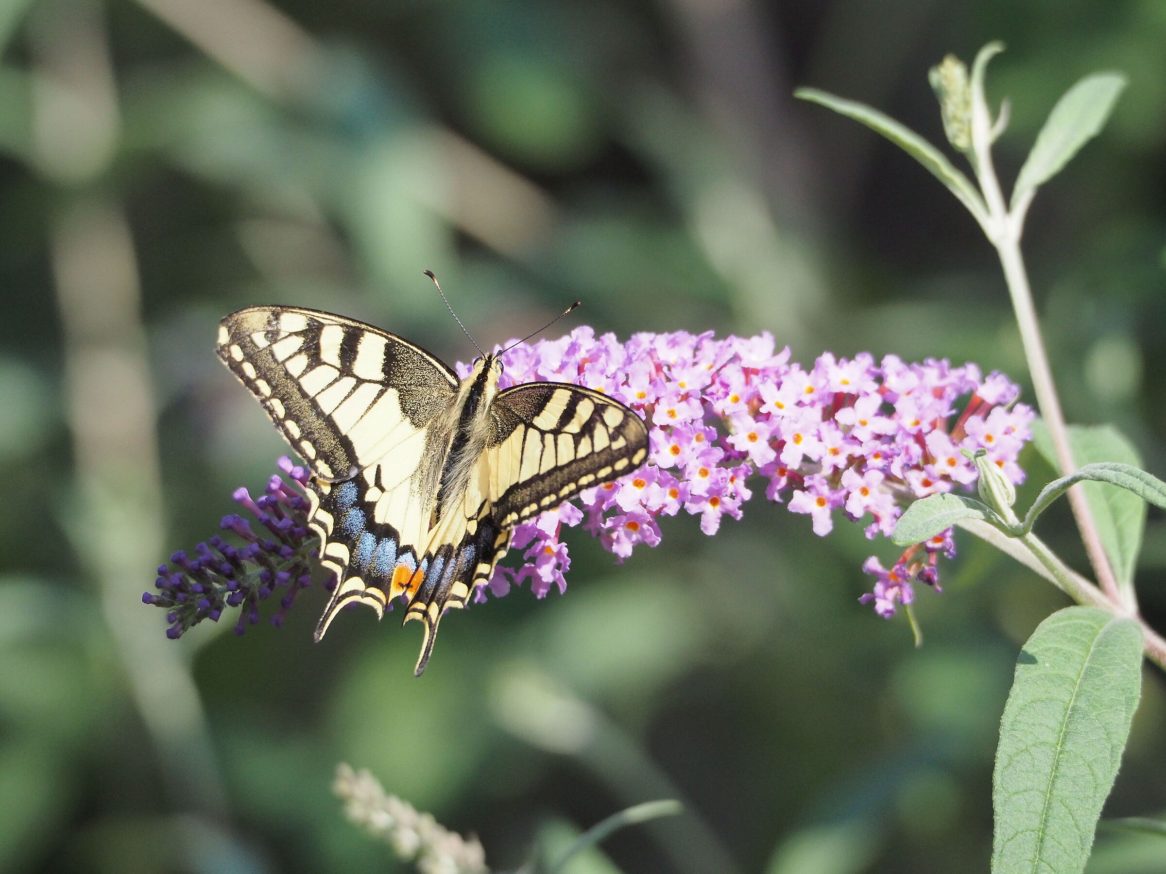 Papilio machaon
