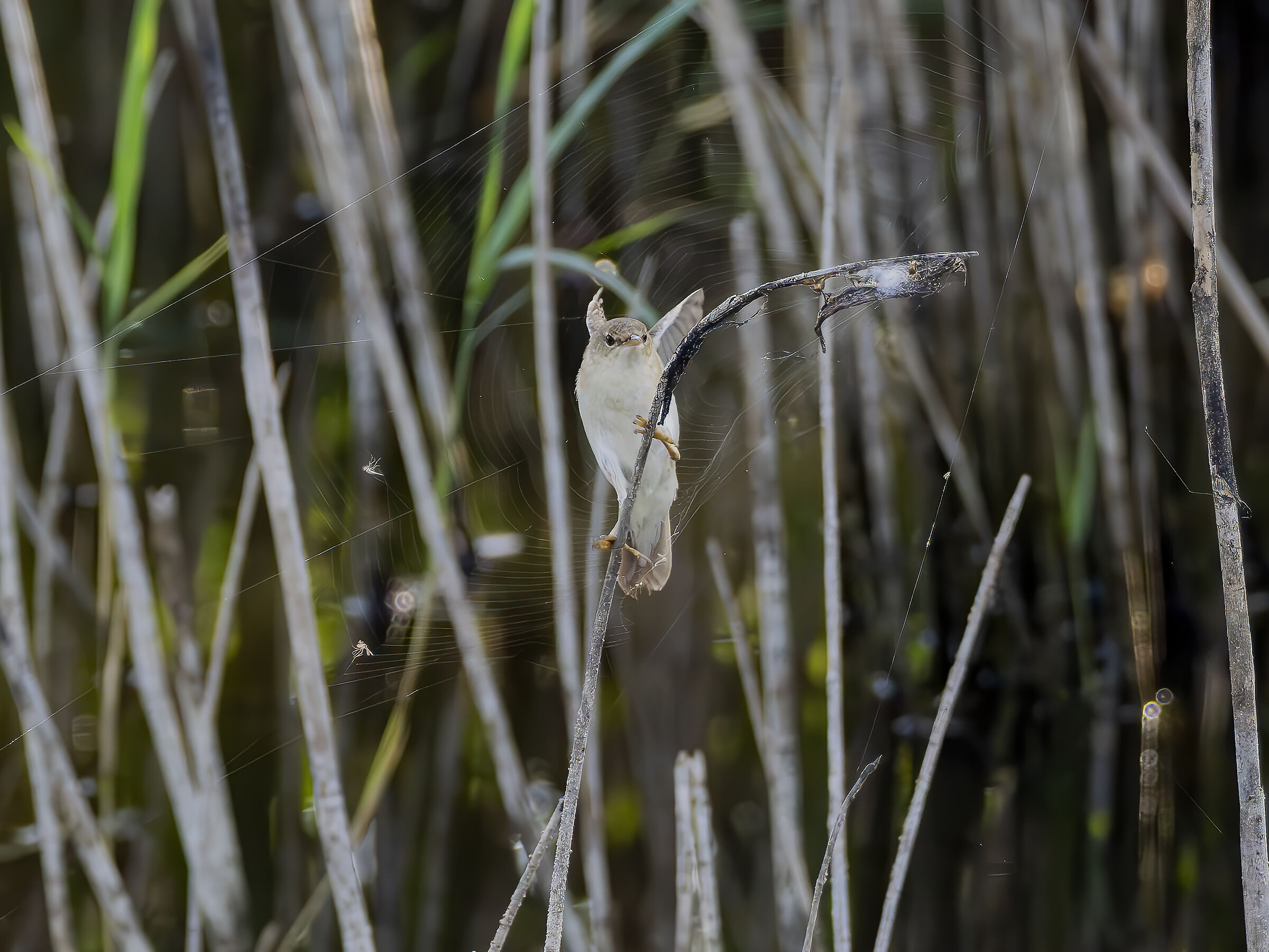 Common reed warbler