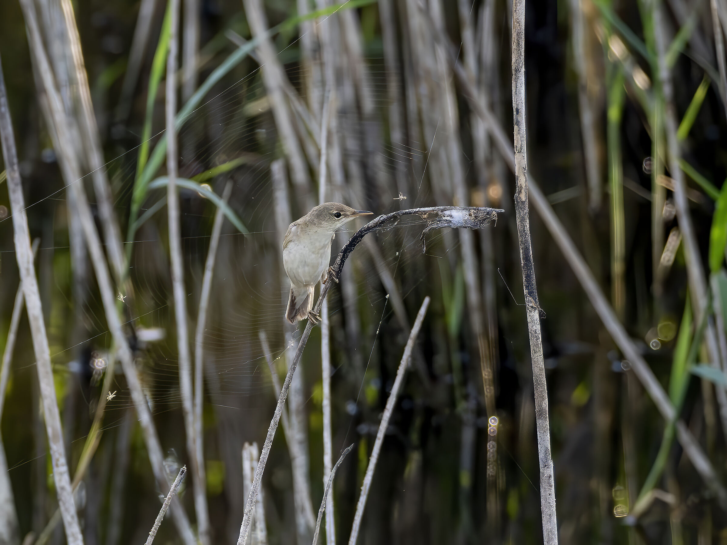 Common reed warbler