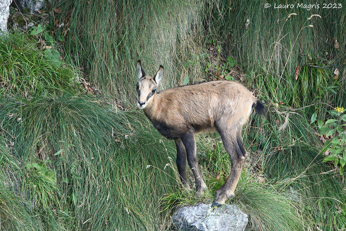 Come su un piedistallo