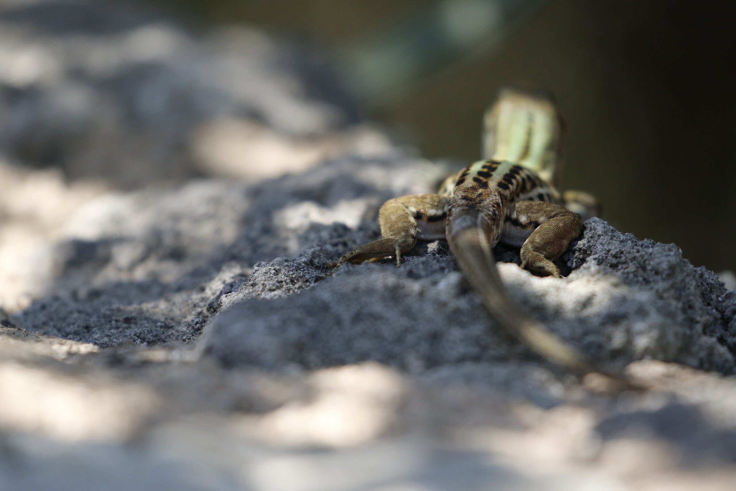 " Crop 6 Cento 40 ", Canon 100-400 L II, 7 D II