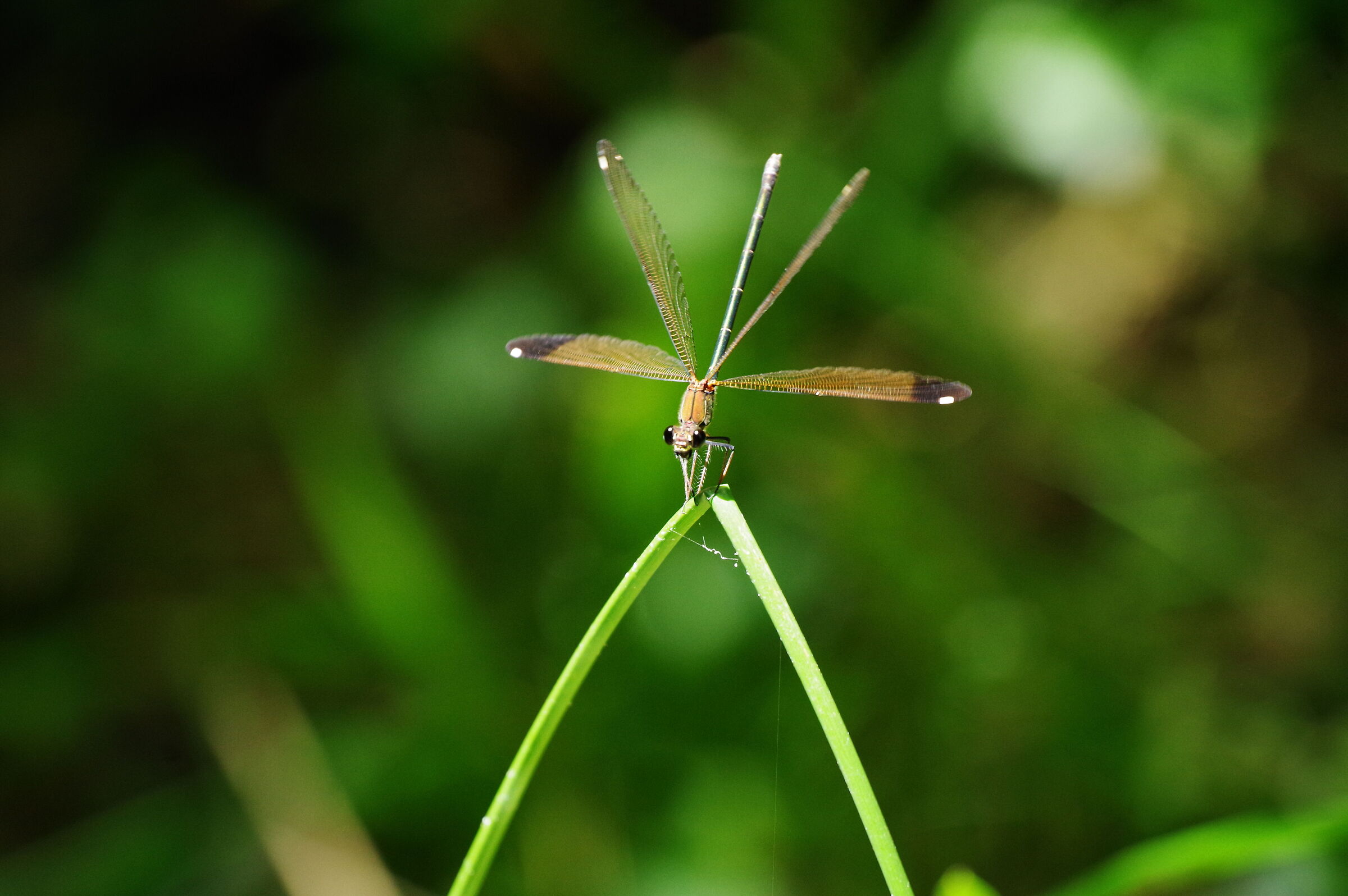 Libellula "Splendente Culviola"