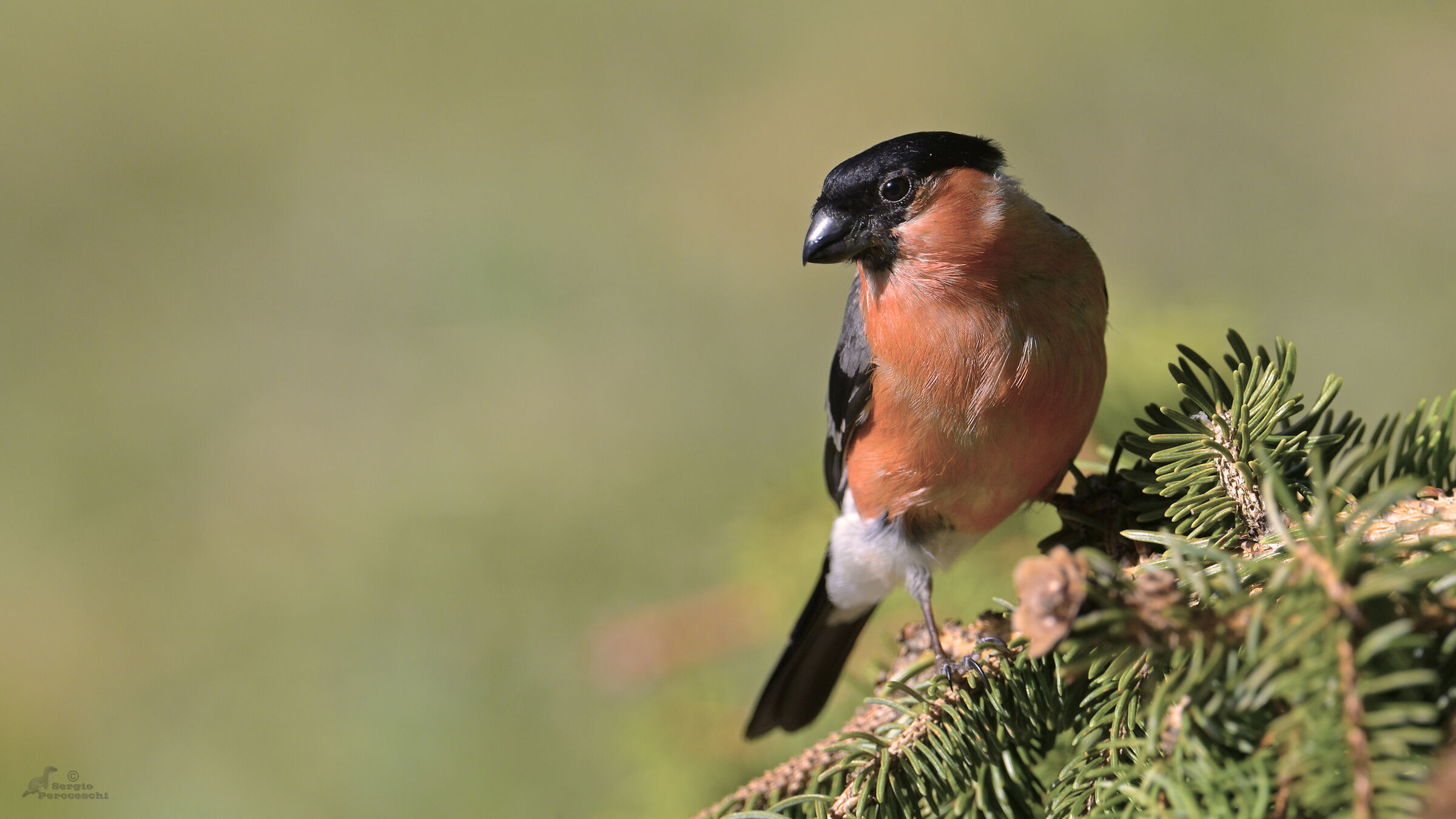 Eurasian bullfinch