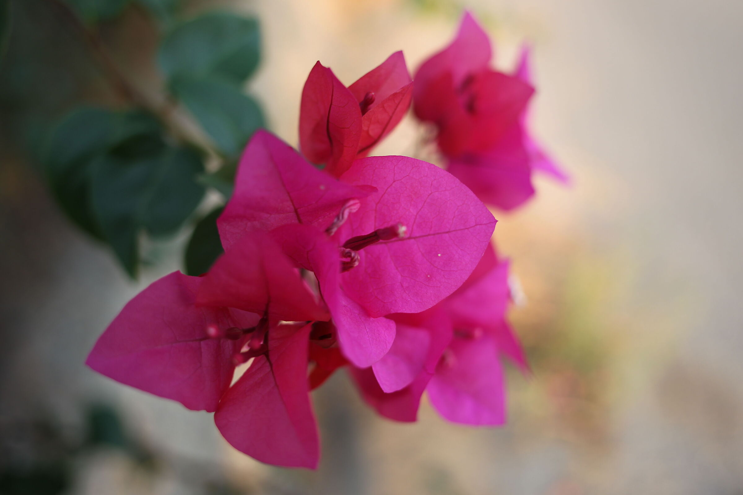 Bouganville d'agosto