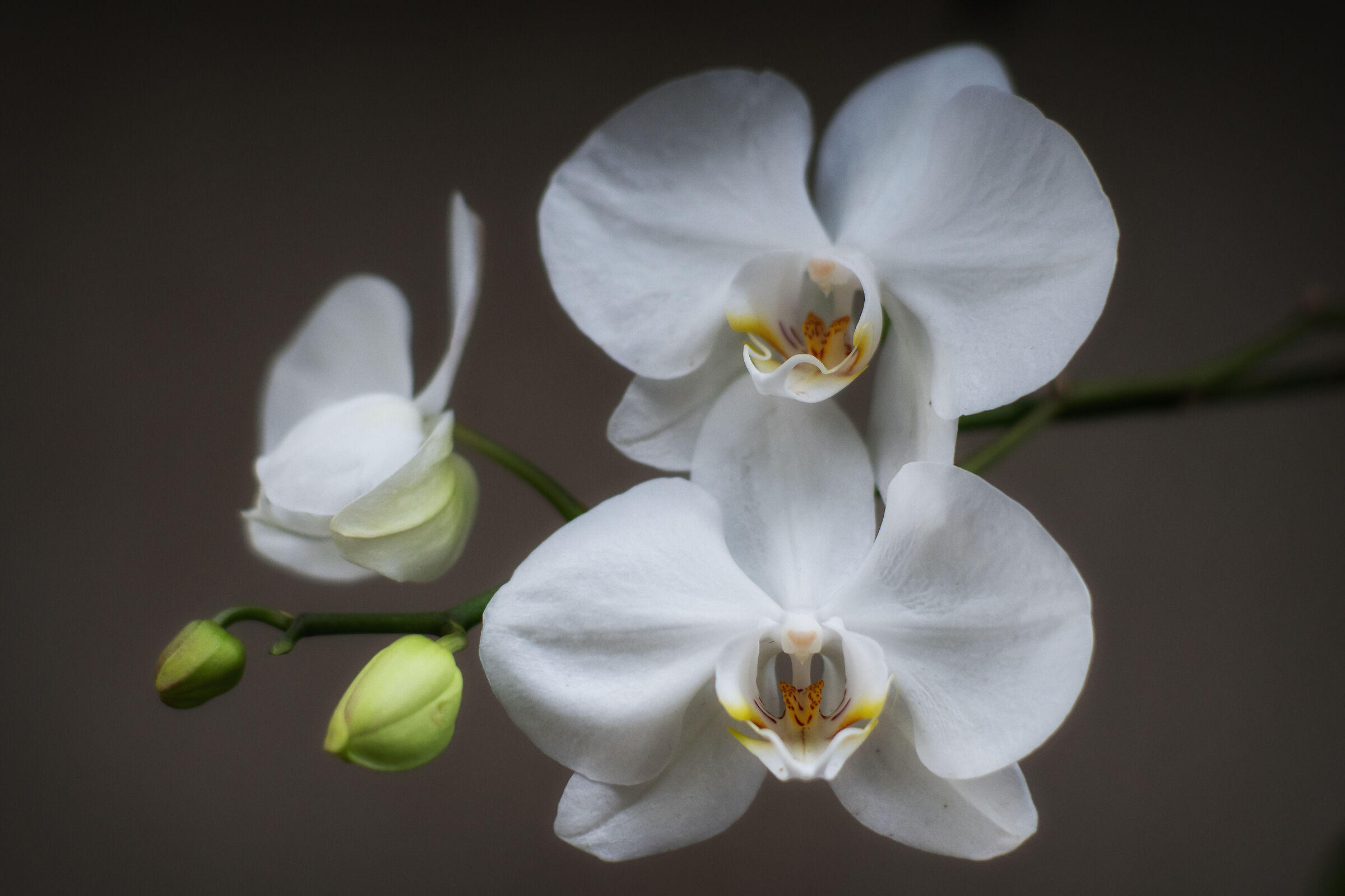 Orchid 11