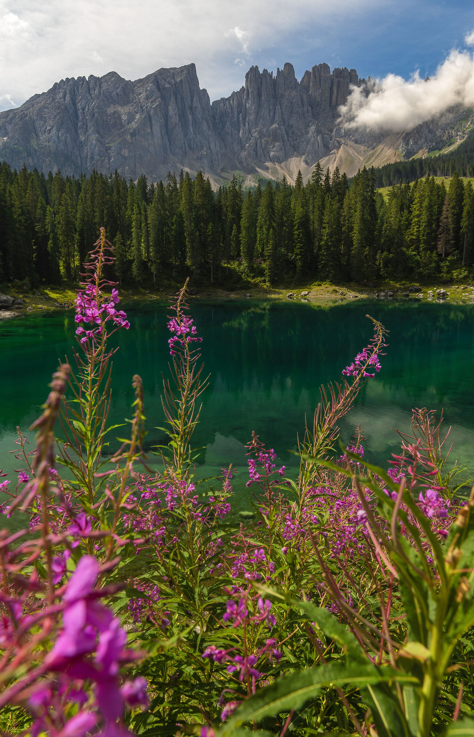 Fioriture al Lago di Carezza