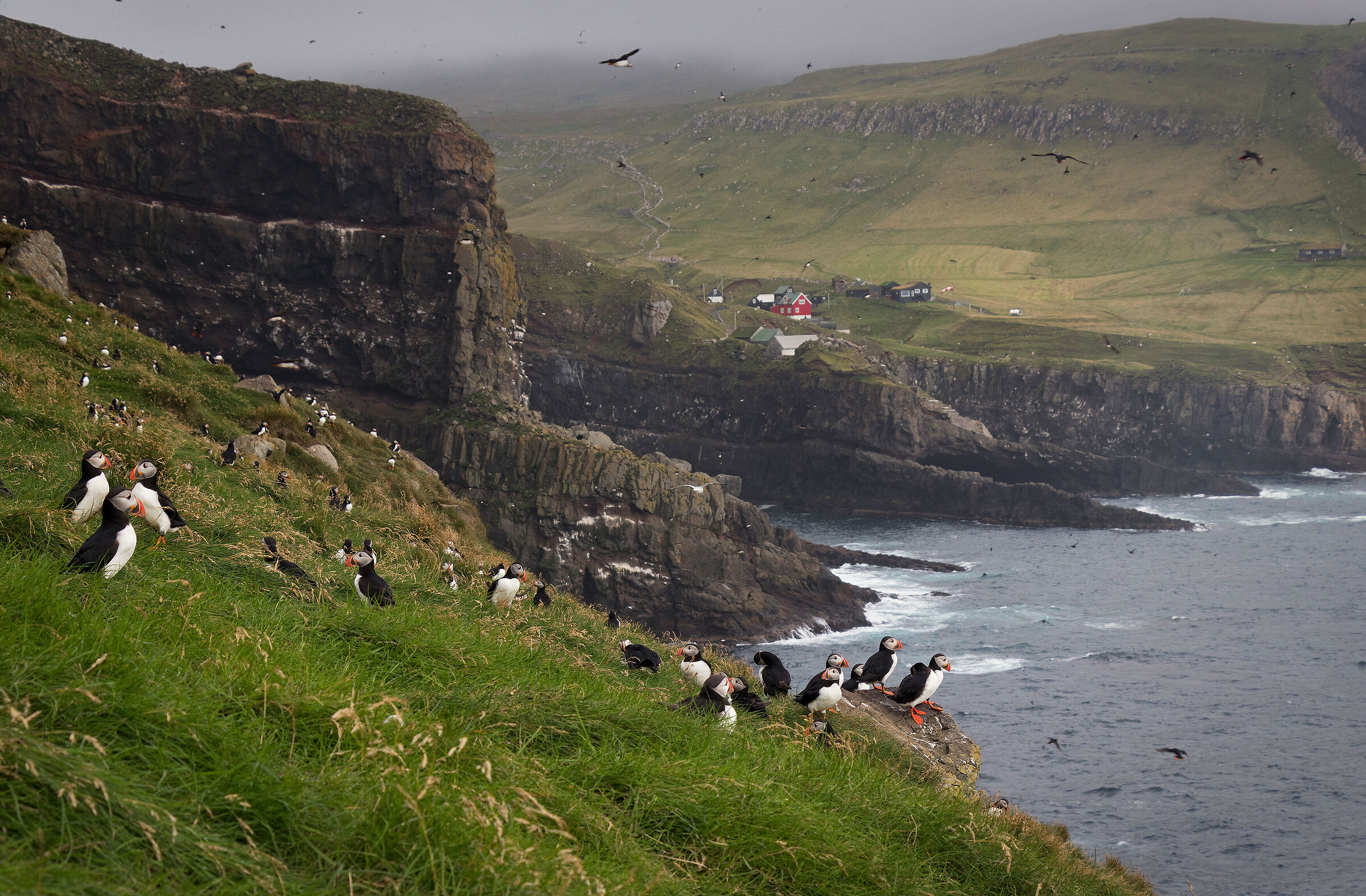 Mykines puffin colony