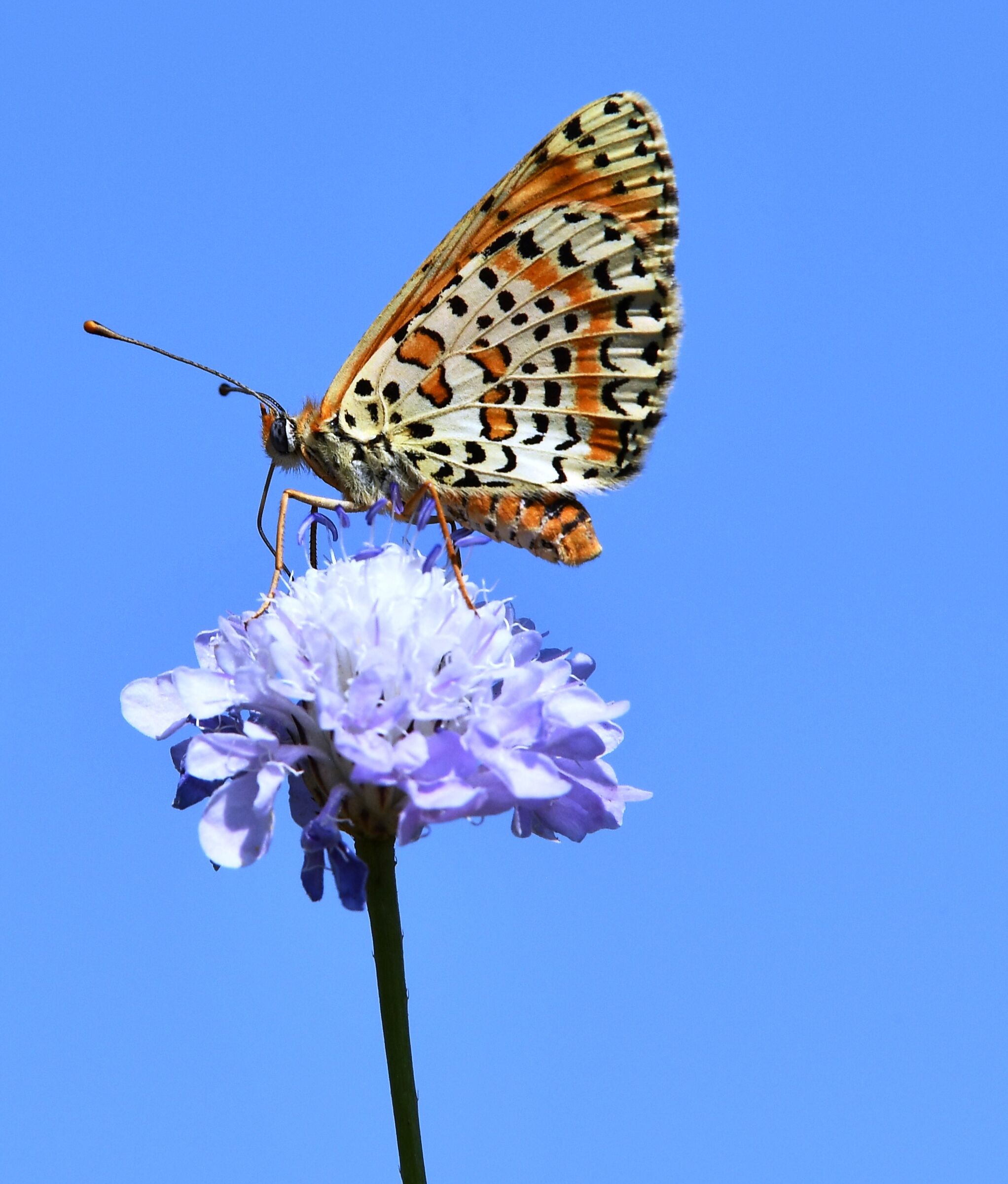 Farfalla2