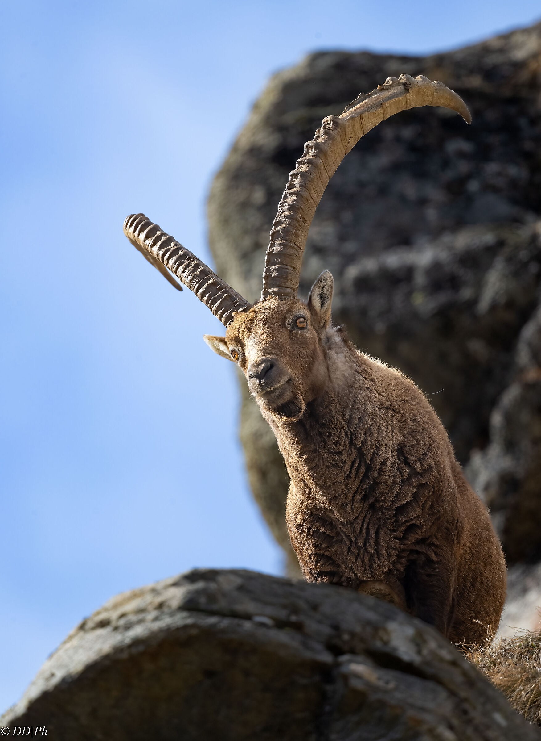 Ibex