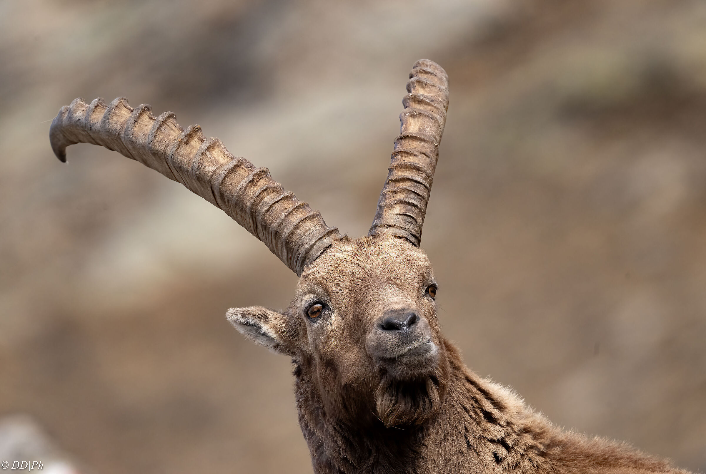 Ibex