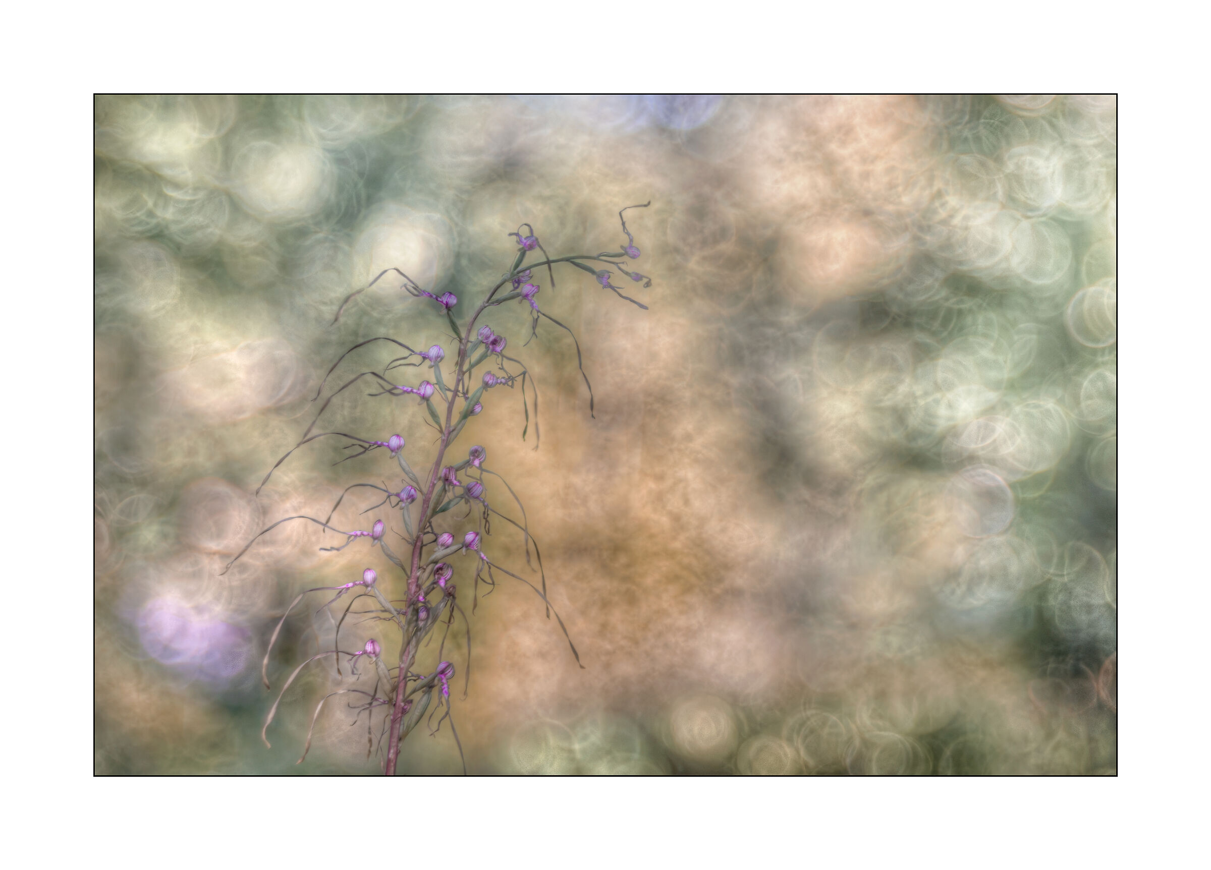 himantoglossum adriaticum