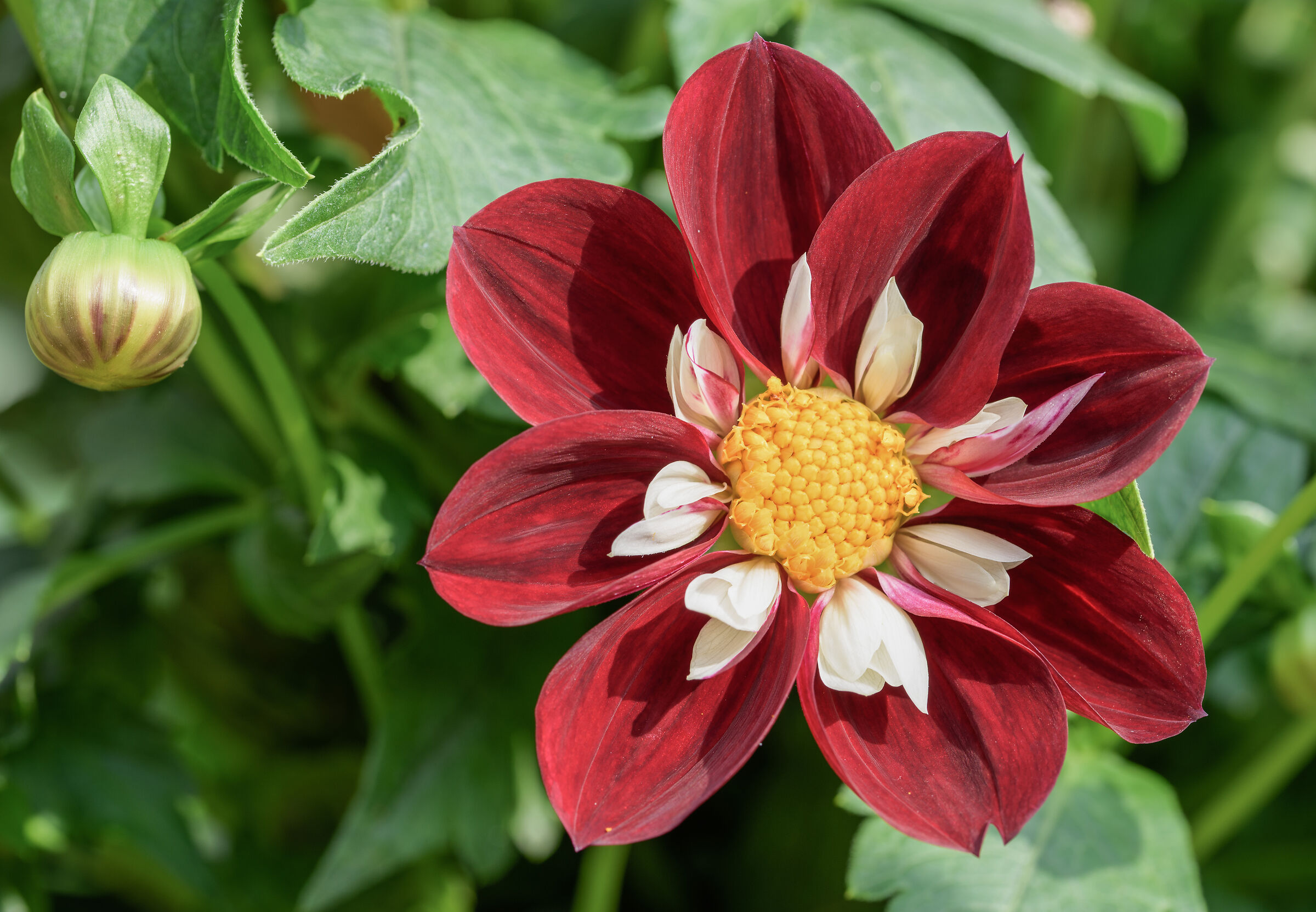 dahlia