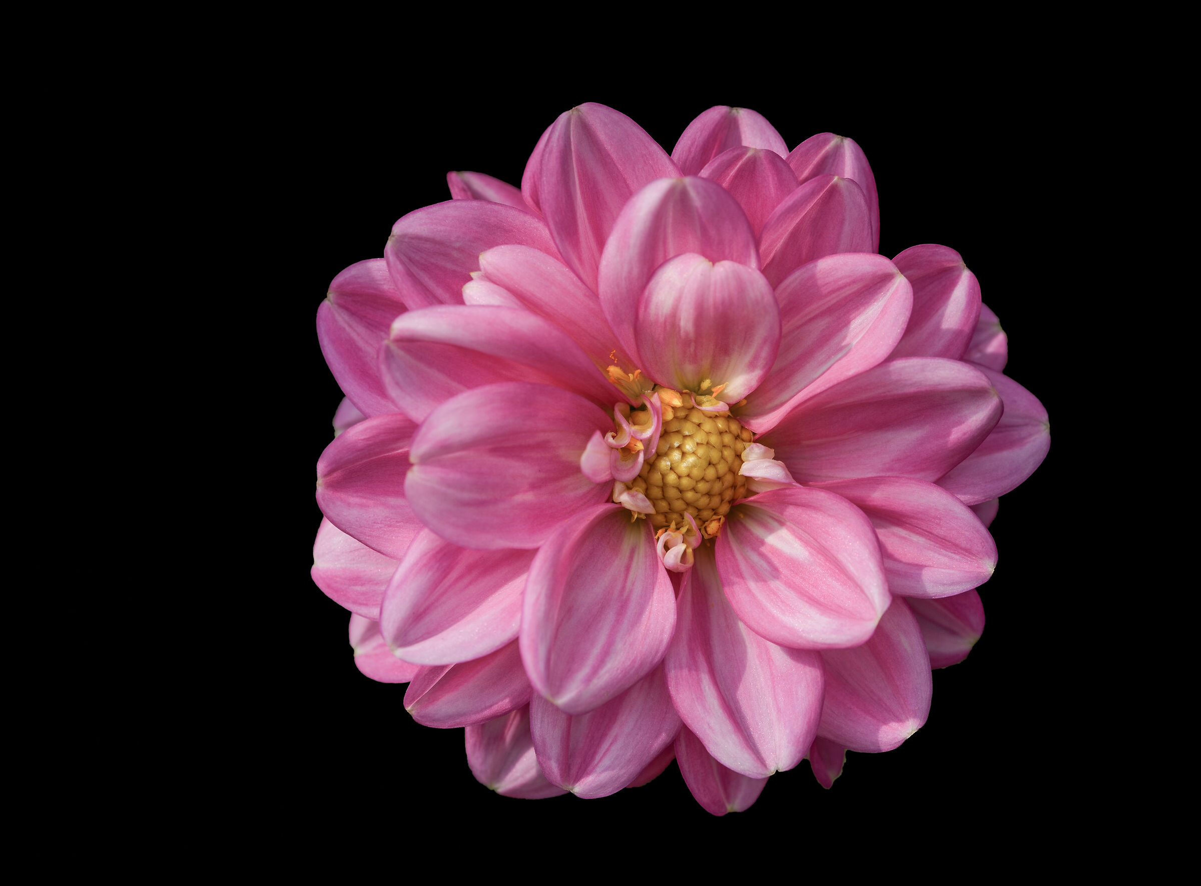 dahlia
