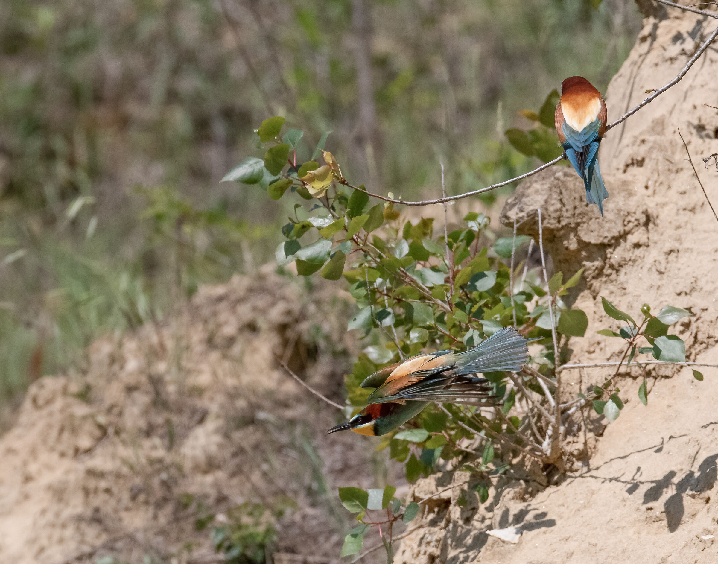 Bee-eaters