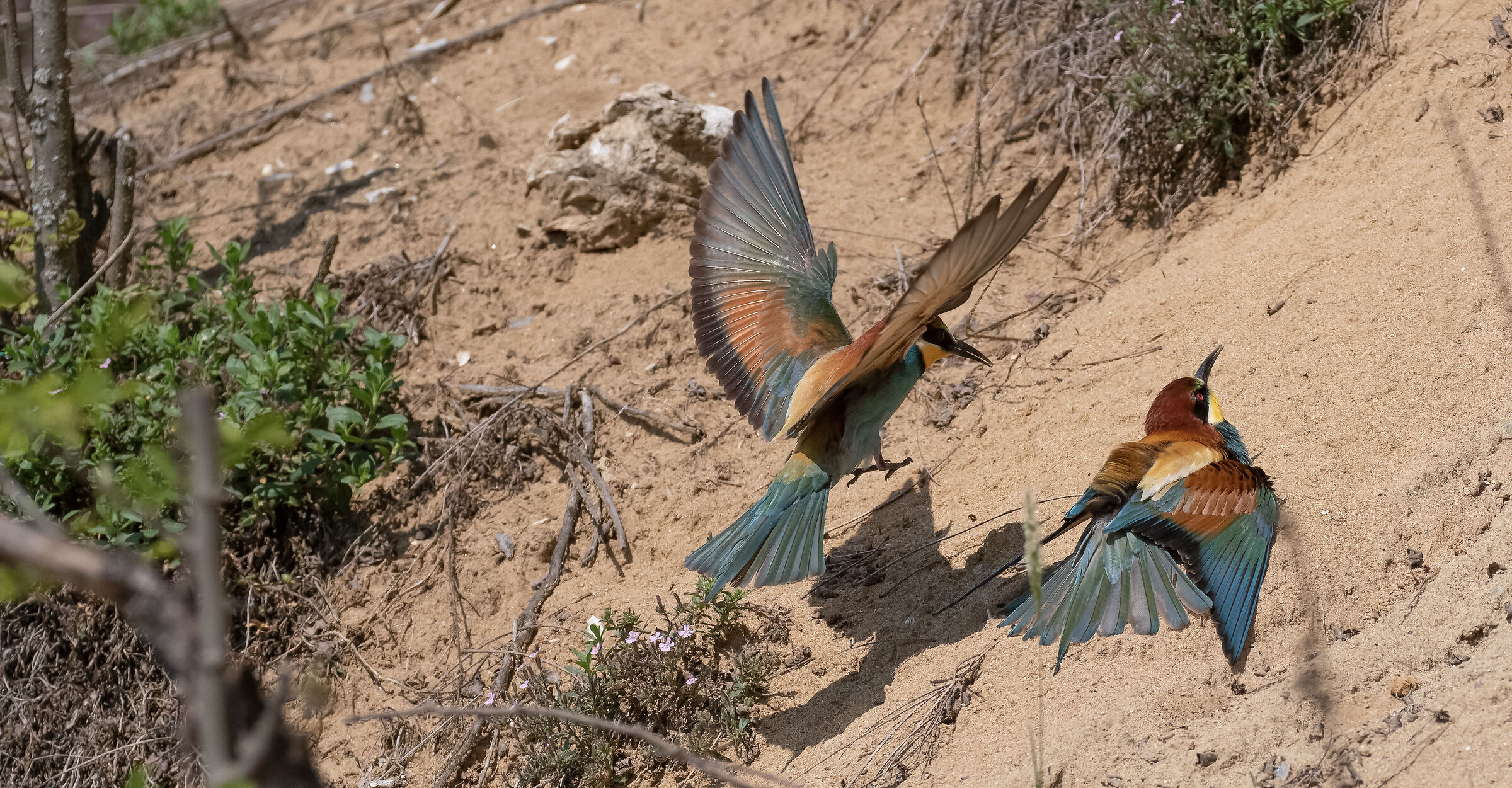Bee-eaters
