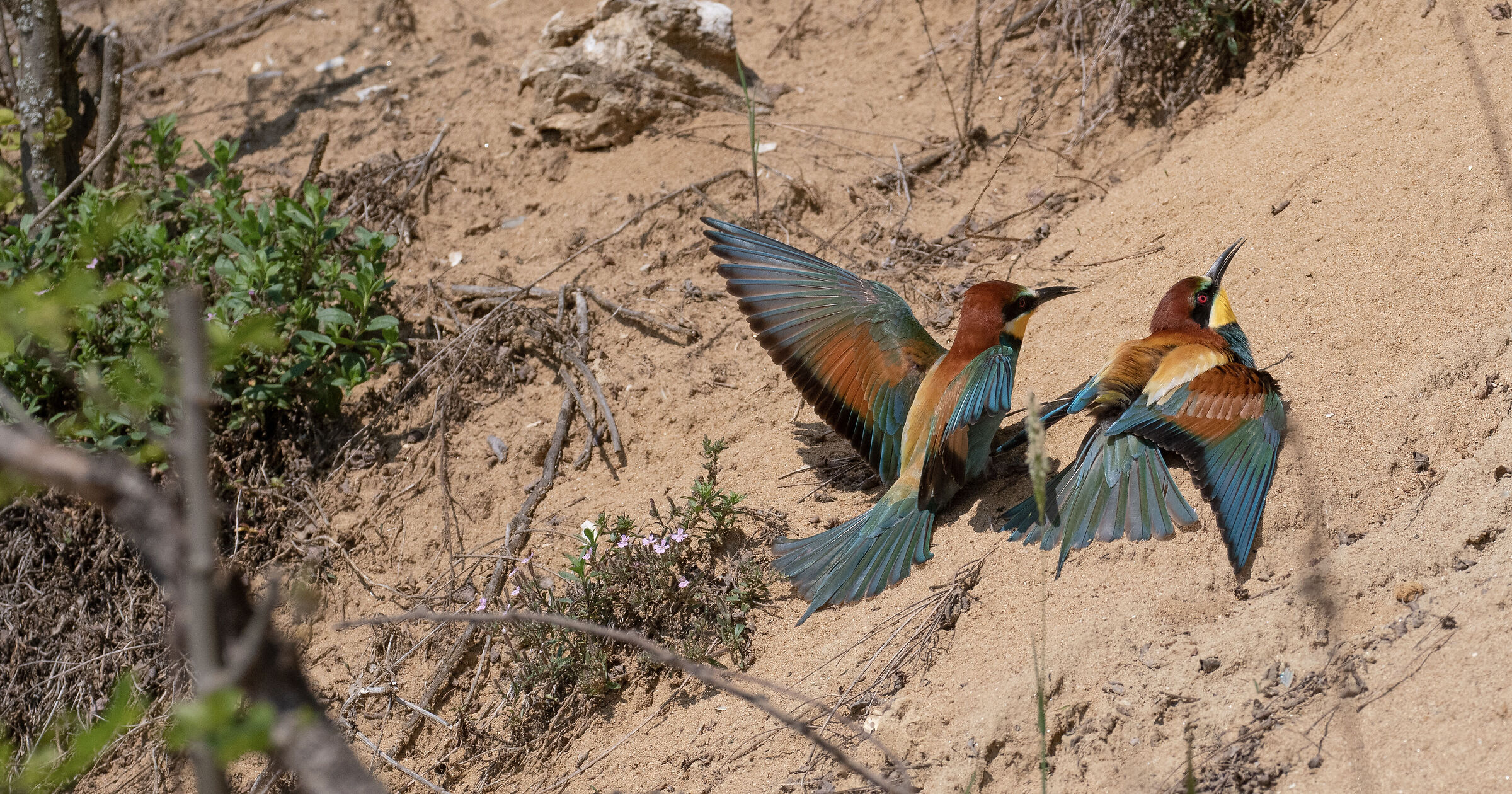Bee-eaters