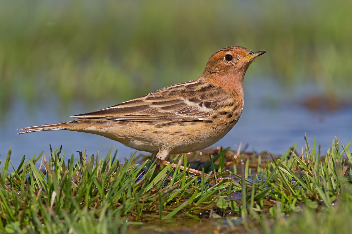 Red-throated Pipit