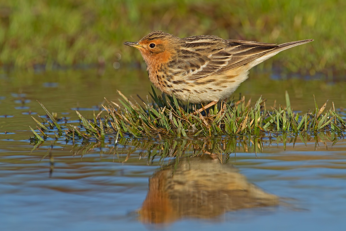 Red-throated Pipit