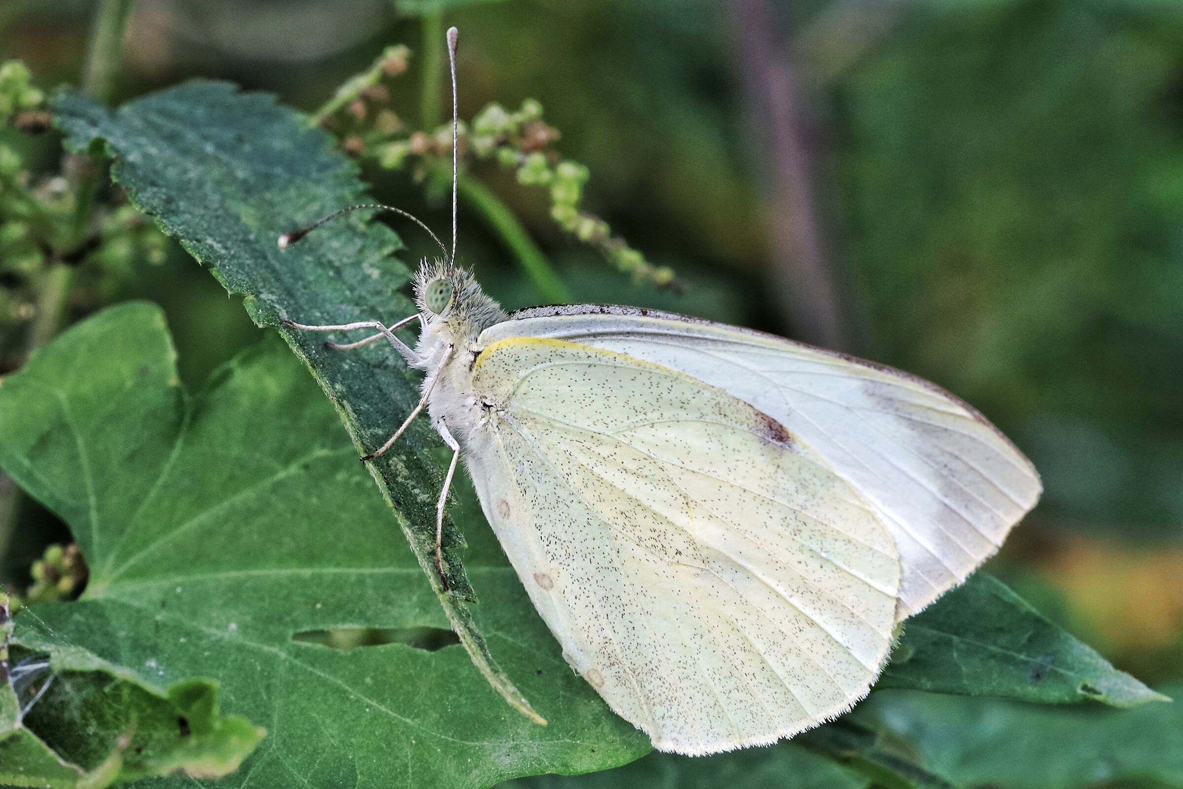 Pieris mannii