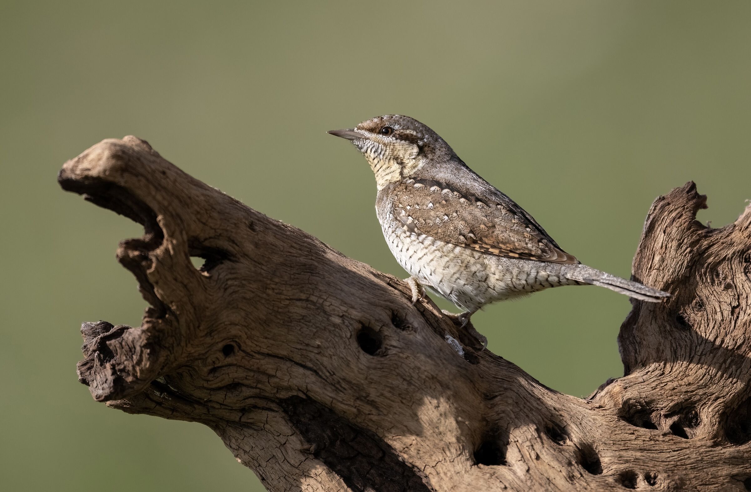 WRYNECK