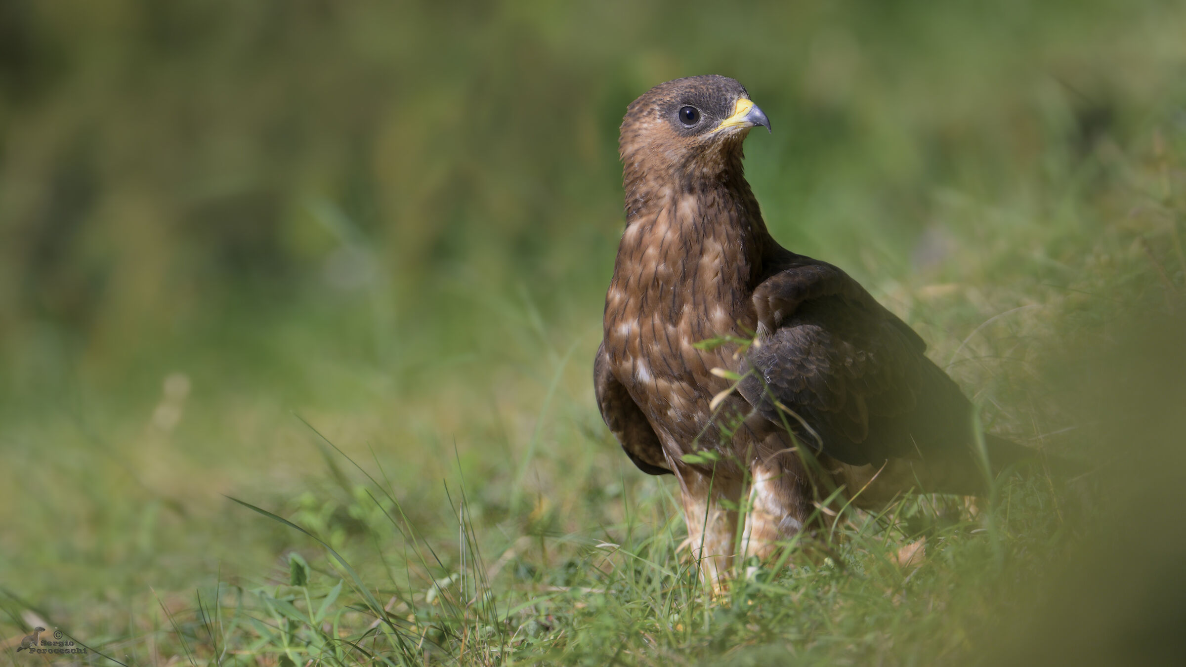 Young honey buzzard
