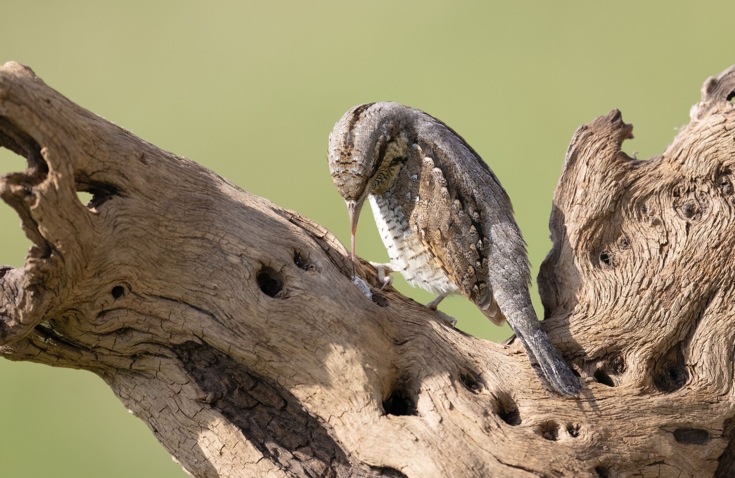 The tongue of torticollis