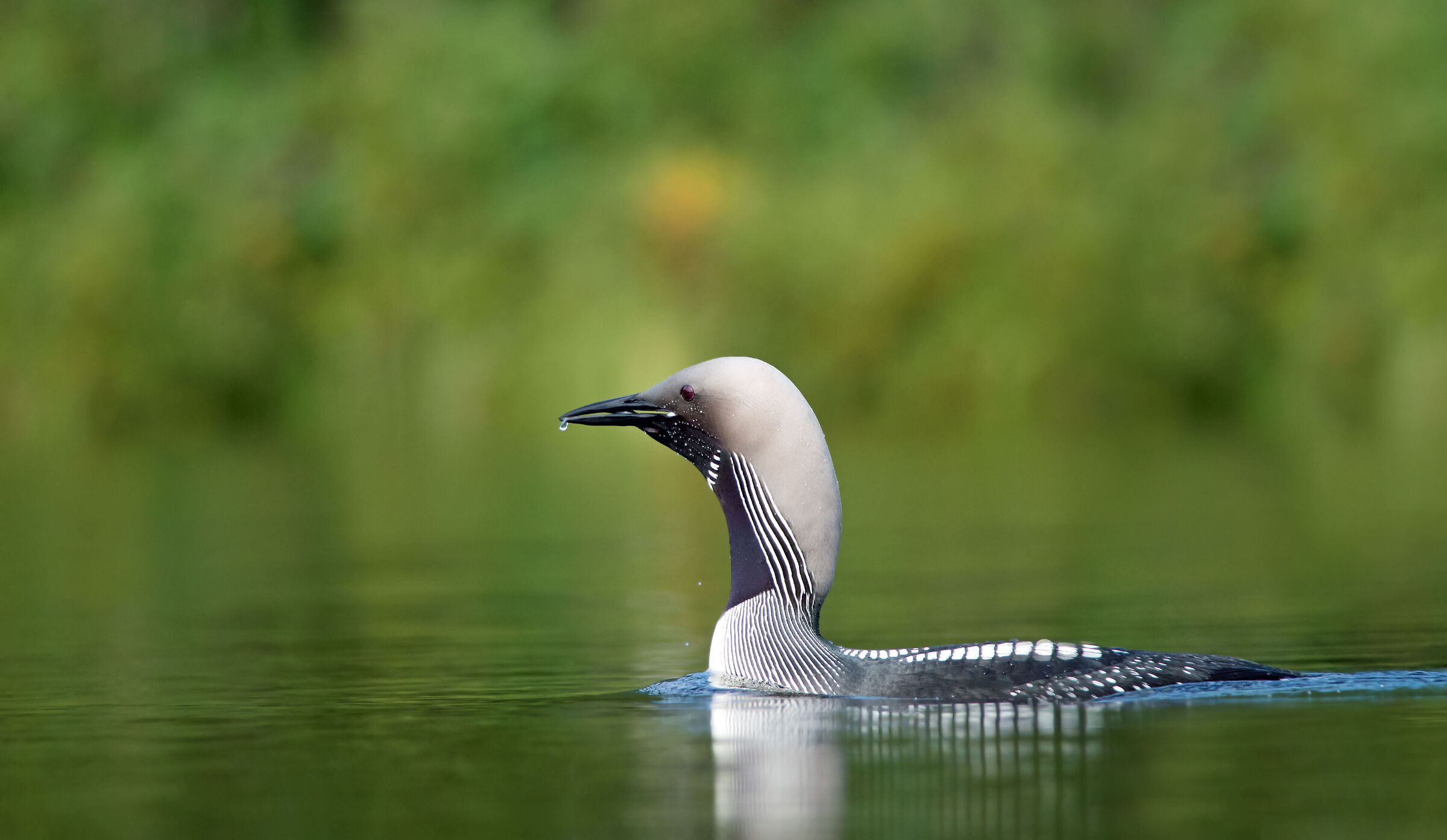 Loon dalla gola nera