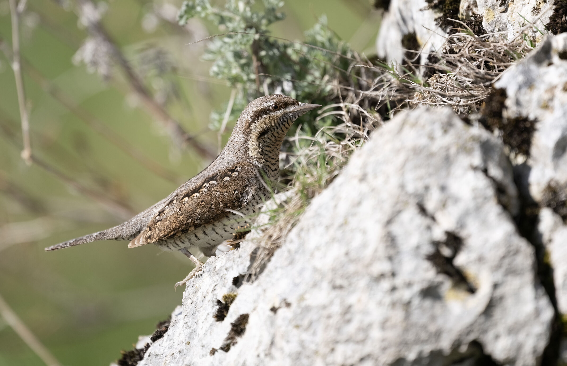 Wryneck