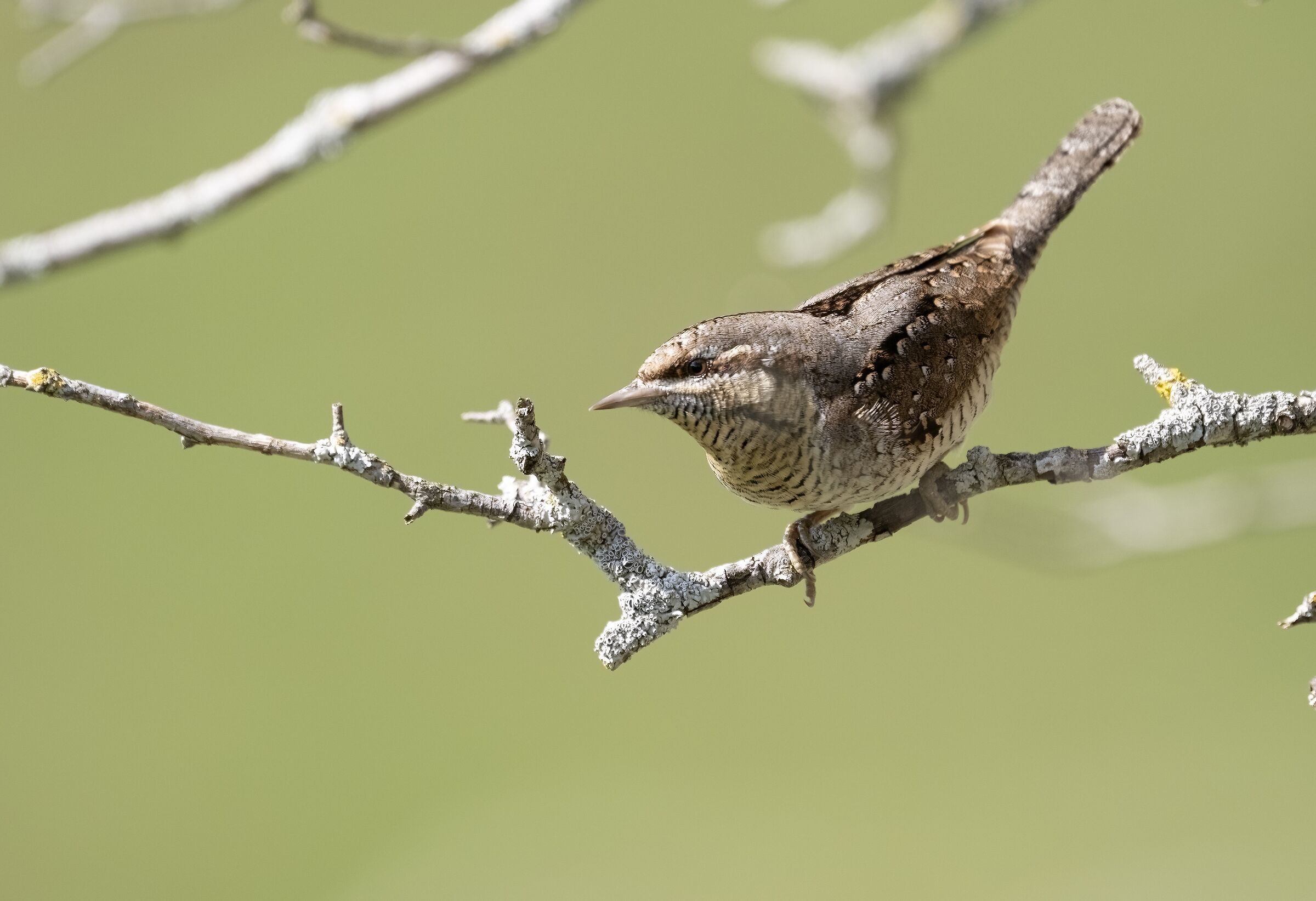 Wryneck