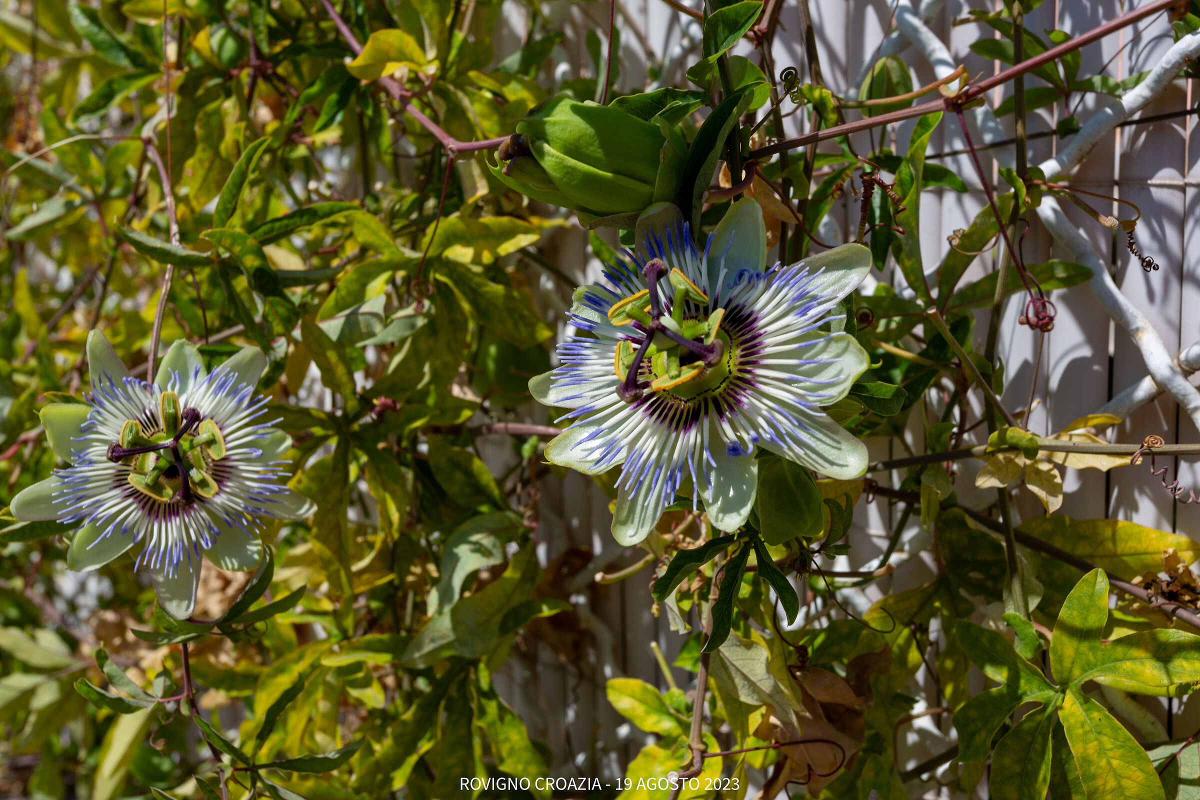 Fiore Maracuja - Rovigno Croazia - 19 agosto 2023